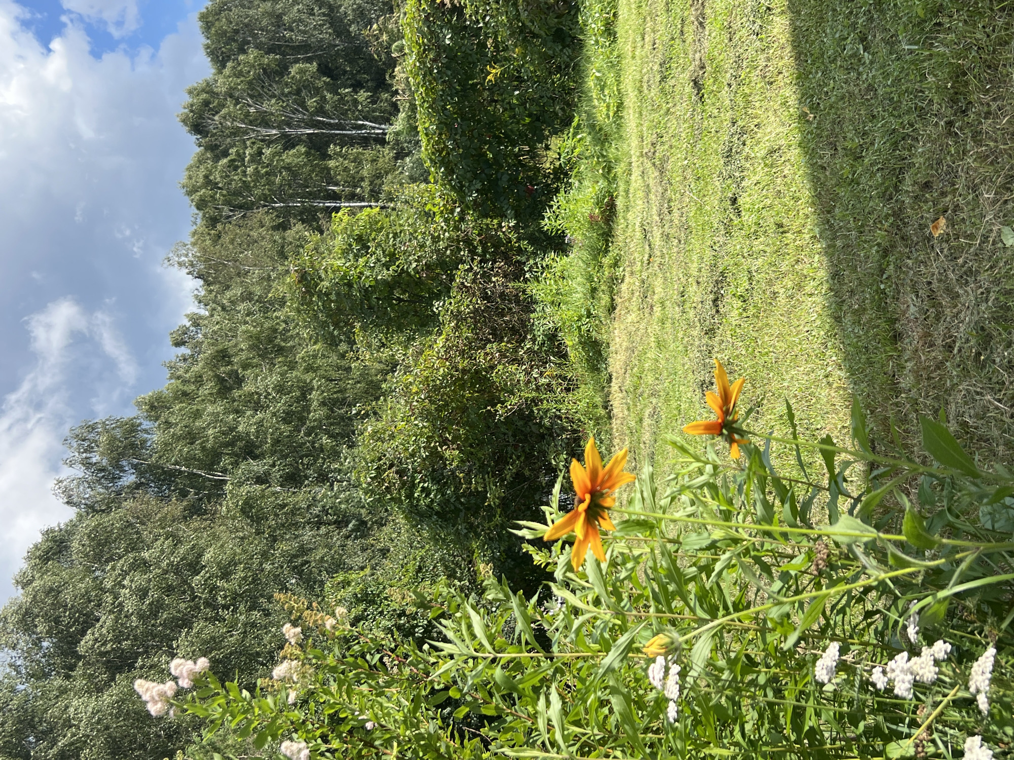 The image depicts a rural outdoor scene in Strakhovo (Sitnikovskii S/S), Russia. In the foreground, there are various plants, including two yellow coneflower-like flowers, several white cluster flowers, and other green foliage. The background features a dense line of trees, predominantly deciduous, with some visible white birch trunks. The sky above is partly cloudy, with patches of blue and gray clouds. The ground is covered in green grass, with some areas appearing recently mowed. A large shadow from an unseen object falls across the right side of the grassy area. There are no people or animals visible in the image.