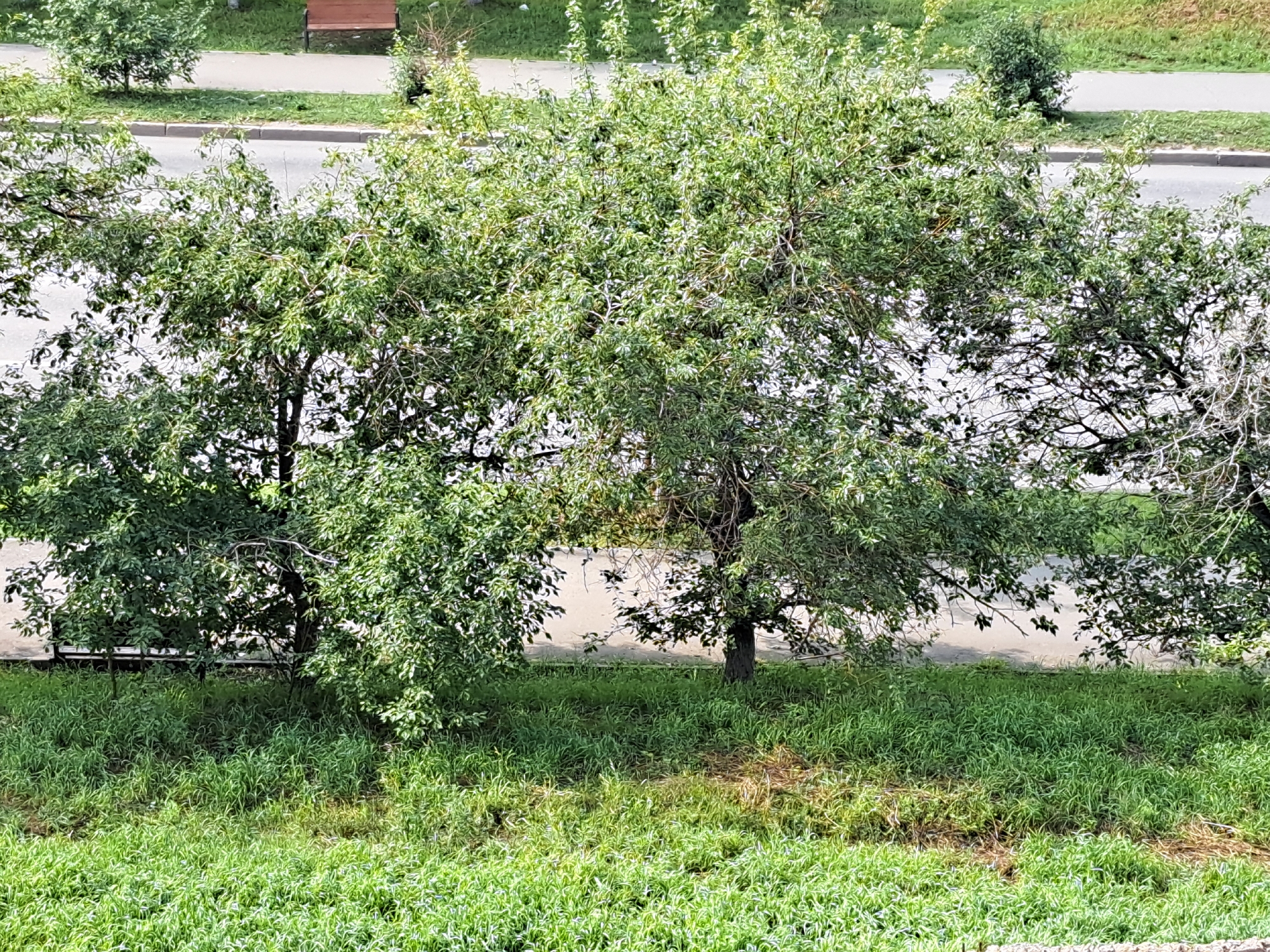 The image depicts a row of trees and lush green grass in Irkutsk, Russia. In the background, a paved area, possibly a sidewalk or path, is visible, bordered by a strip of grass. Further in the distance, a wooden bench can be seen alongside the path, suggesting a park or public outdoor area. The trees are leafy and full of green foliage, indicating a warm season. The overall scene is tranquil and natural, characteristic of an urban green space.