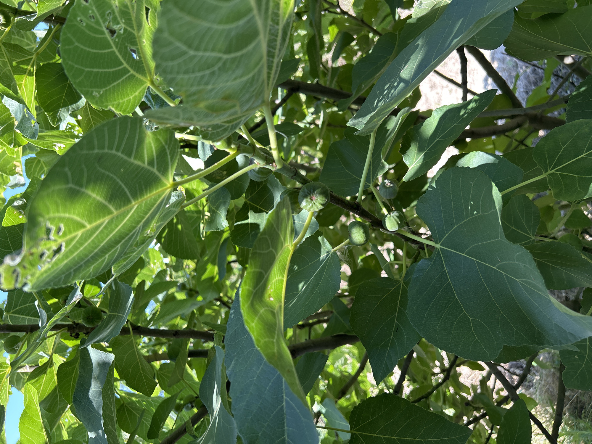 The image shows a close-up view of a fig tree with several small, green figs on its branches, surrounded by large, green leaves. The leaves exhibit prominent venation, and some have minor imperfections, such as small holes. The scene appears to be outdoors, under natural sunlight, with a bright blue sky visible in the upper left corner and the ground, covered with dry vegetation and shadows, in the background. The context of Zaboizkiy, Russia, is provided, suggesting this is a tree in that location.
