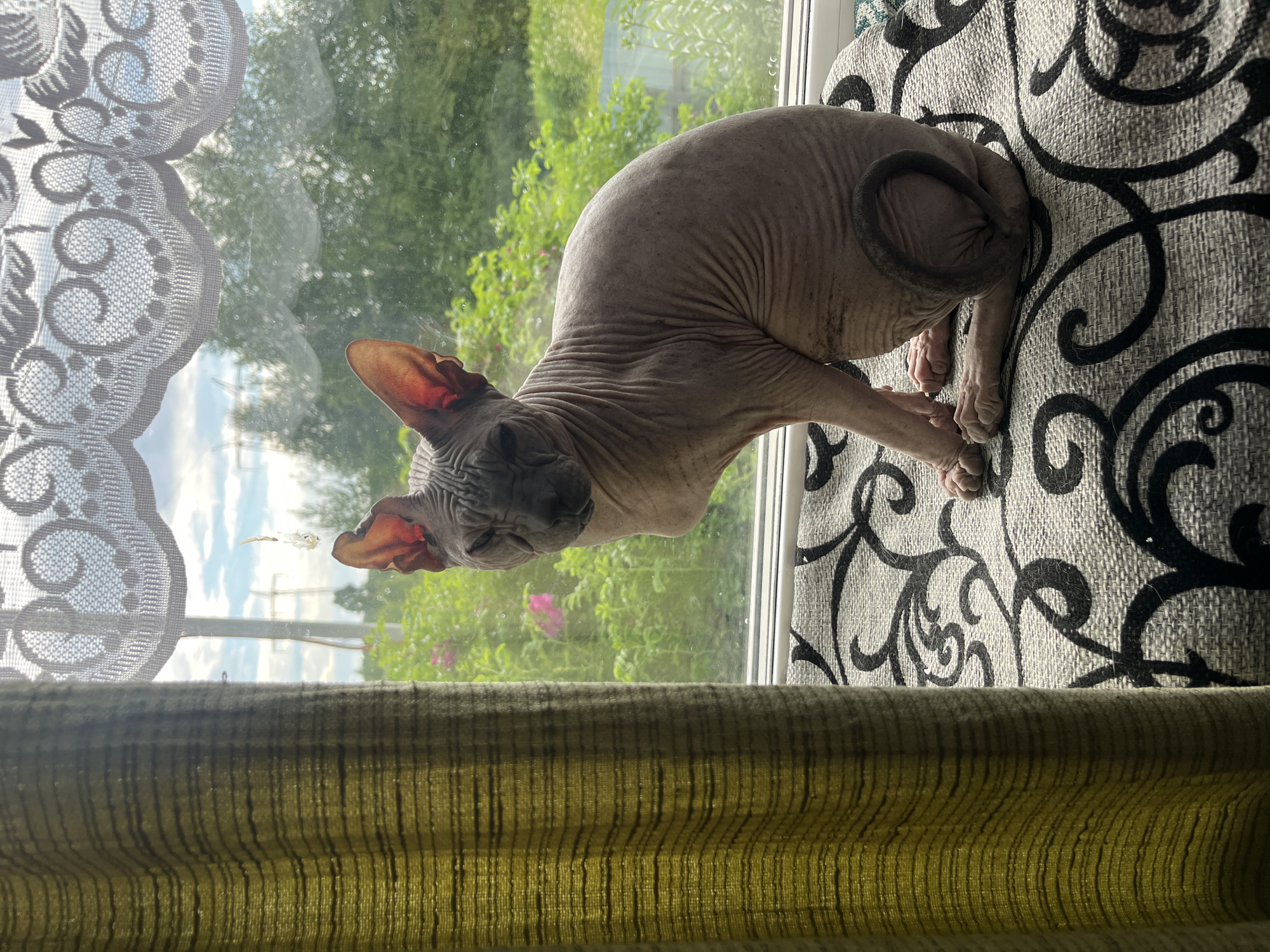 A hairless cat, likely a Sphynx breed, is perched on a windowsill. The cat is facing the viewer, with its body angled slightly to the right. Its skin appears wrinkled, and its ears are large and prominent. A patterned cushion or fabric is beneath the cat. To the left, a green, striped curtain is drawn. Behind the cat, a window reveals an outdoor scene with lush green foliage, some pink flowers, and trees. The sky above is partly cloudy. In the distance, power lines and poles are visible, suggesting an urban or suburban environment. The scene is illuminated by natural light coming through the window.