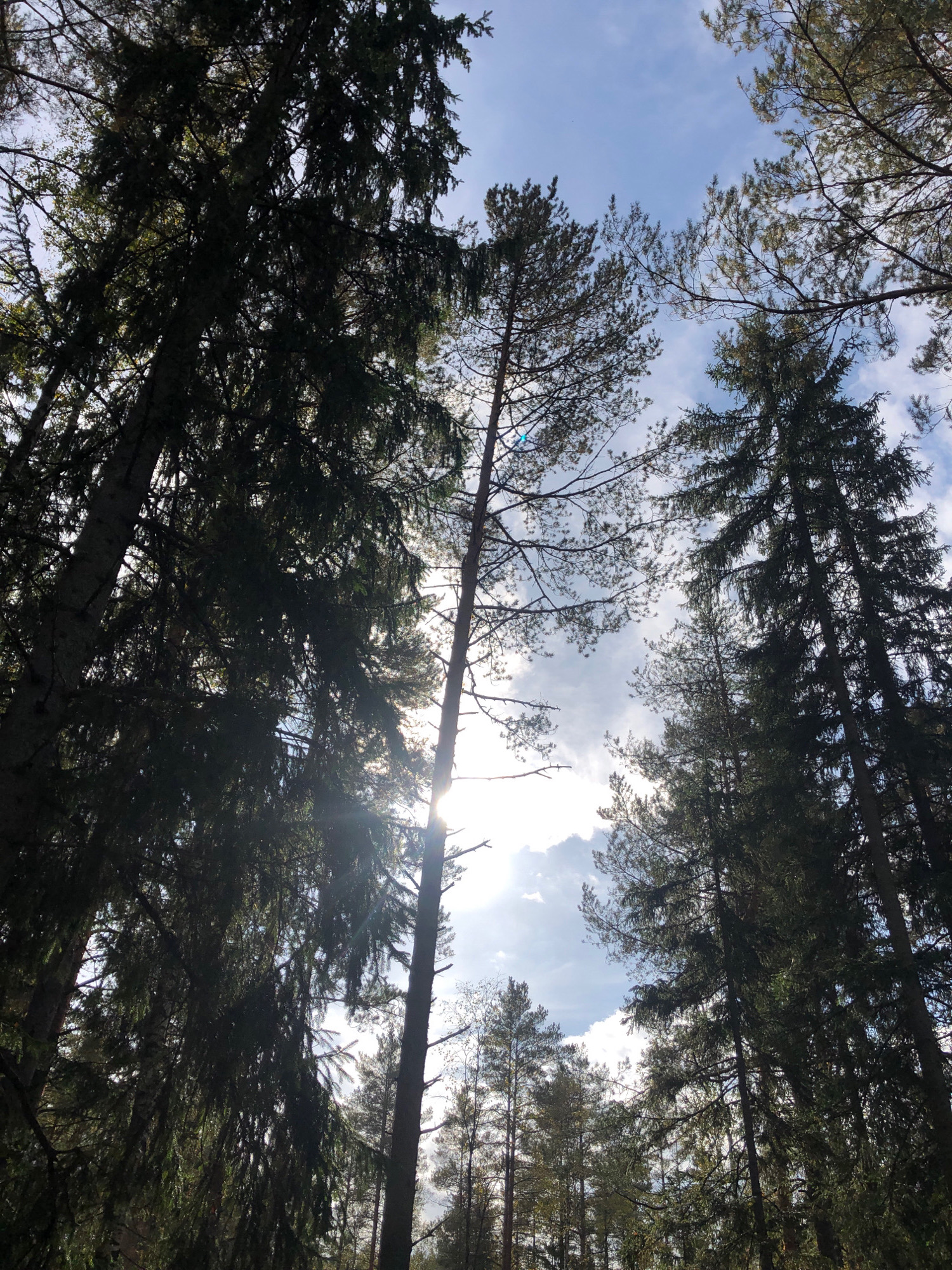 This is a low-angle, full shot of a forest canopy in Arfa, Russia. Tall evergreen trees dominate the frame, their dense foliage creating a dark, textured pattern against a bright, partly cloudy sky. Sunlight streams through the branches in several places, creating lens flares and highlighting the airy texture of the sky. The image captures a natural, outdoor environment.