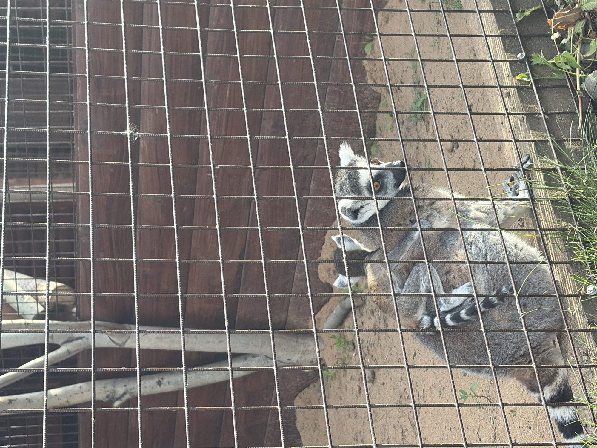 This is a close-up, eye-level shot of lemurs in an outdoor enclosure, viewed through a metal grate. The grate creates a grid pattern across the entire image. The enclosure appears to have a sandy ground with some scattered pebbles and a few small green plants. In the background, there is a wooden structure, possibly part of the enclosure's wall or shelter. To the right, some dry grass and green vegetation are visible.
The main subjects are two ring-tailed lemurs. One lemur is lying down, curled up, with its striped tail visible. Another lemur is partially visible, also appearing to be resting. The lemurs have grey fur with distinctive black and white rings on their tails. One lemur's face is turned towards the camera, showing its large, dark eyes with bright orange irises and the characteristic black eye patches.
The activity taking place is rest or relaxation. The lemurs appear calm and not engaged in any strenuous activity. The lighting suggests it is daytime, possibly mid-morning or afternoon, with bright sunlight casting shadows. There are no visible signs of text in the image. The overall impression is one of observing animals in a zoo or wildlife park setting. The location context is Izhevsk, Russia.