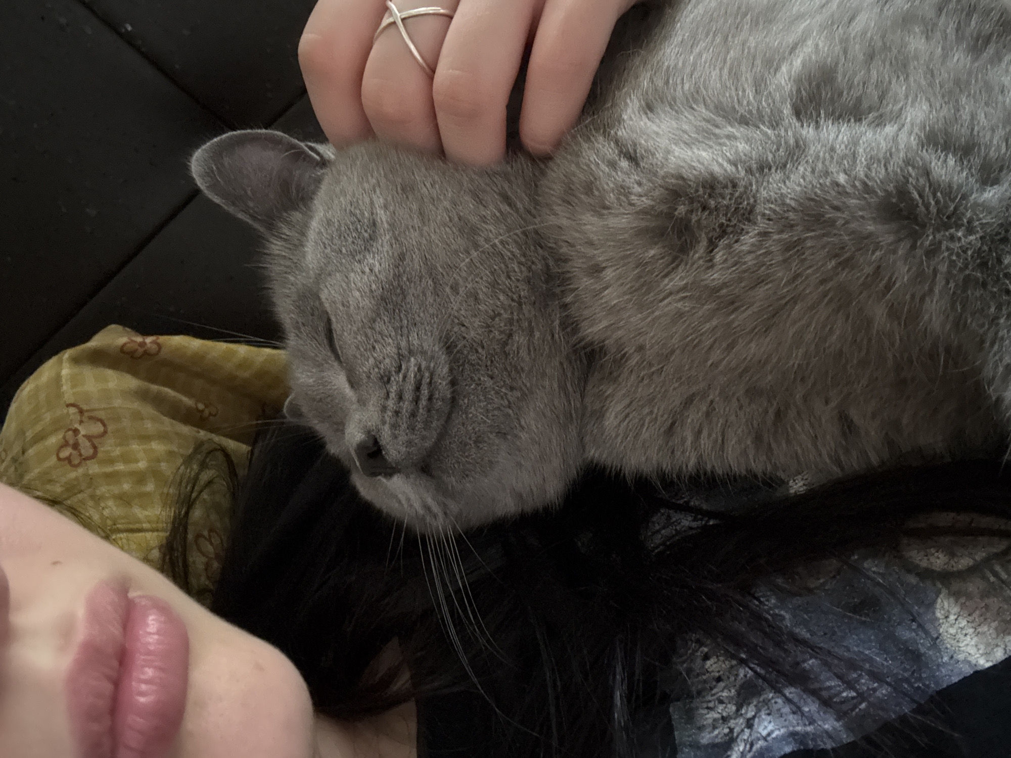A gray cat rests on a surface, possibly a person's lap or shoulder, as a hand with a silver ring gently strokes its head. Part of a person's face is visible, including lips. The cat appears relaxed, with its eyes closed. The surface beneath the cat appears to have a pattern of dark hair, possibly on a black surface, with a cushion of yellow with some flower-like pattern on the side. The environment seems to be indoors. The image does not depict anything to suggest the location of Фоки, Russia.