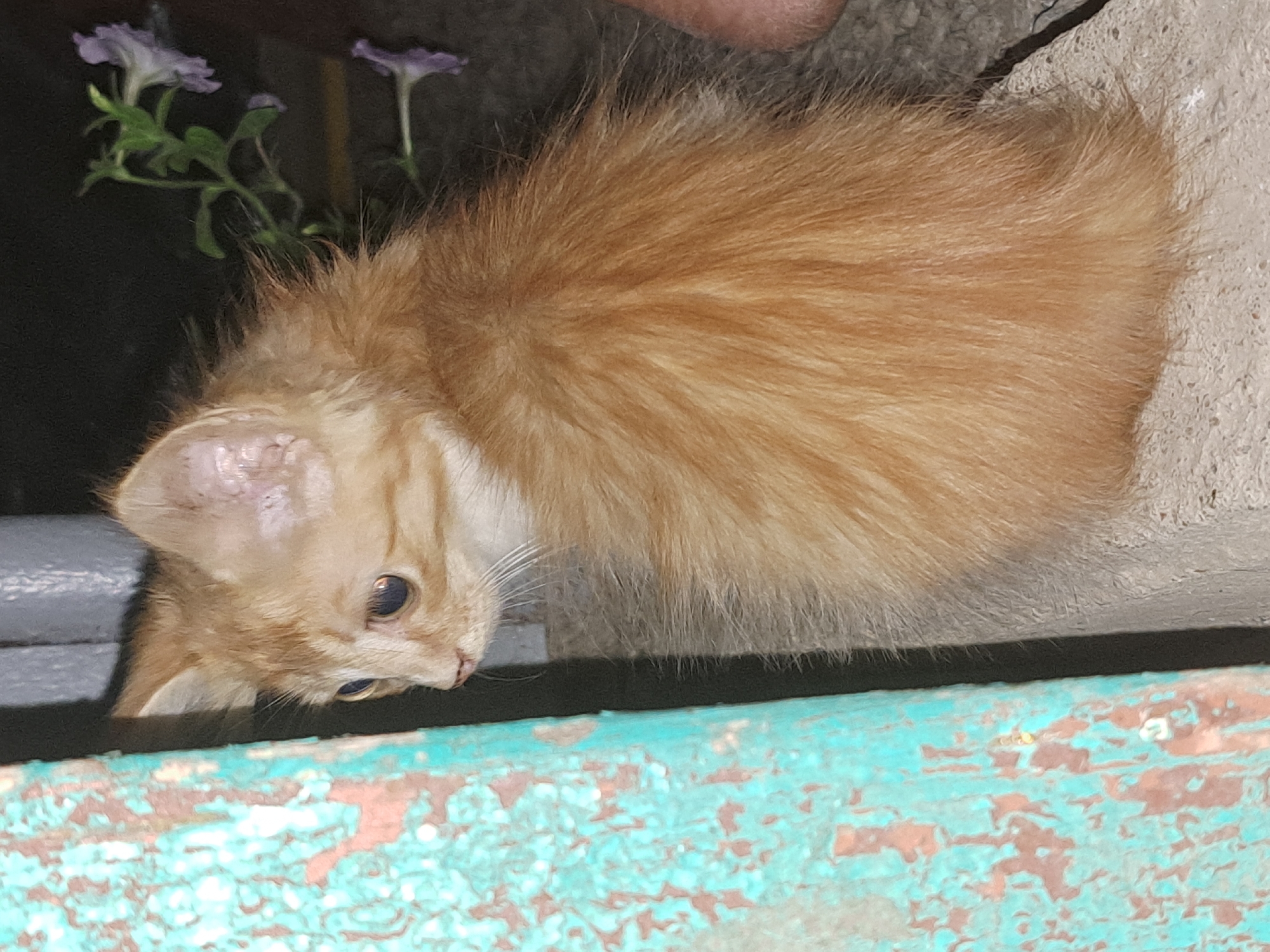 An orange tabby kitten sits on a concrete surface in front of a weathered turquoise and brown wooden post. The kitten is looking to the left with wide, light brown eyes. Its fur is fluffy and appears somewhat disheveled. In the background, out of focus, are some small purple flowers with green stems. The overall scene suggests an outdoor setting, possibly a backyard or alleyway in Vypasne, Ukraine.