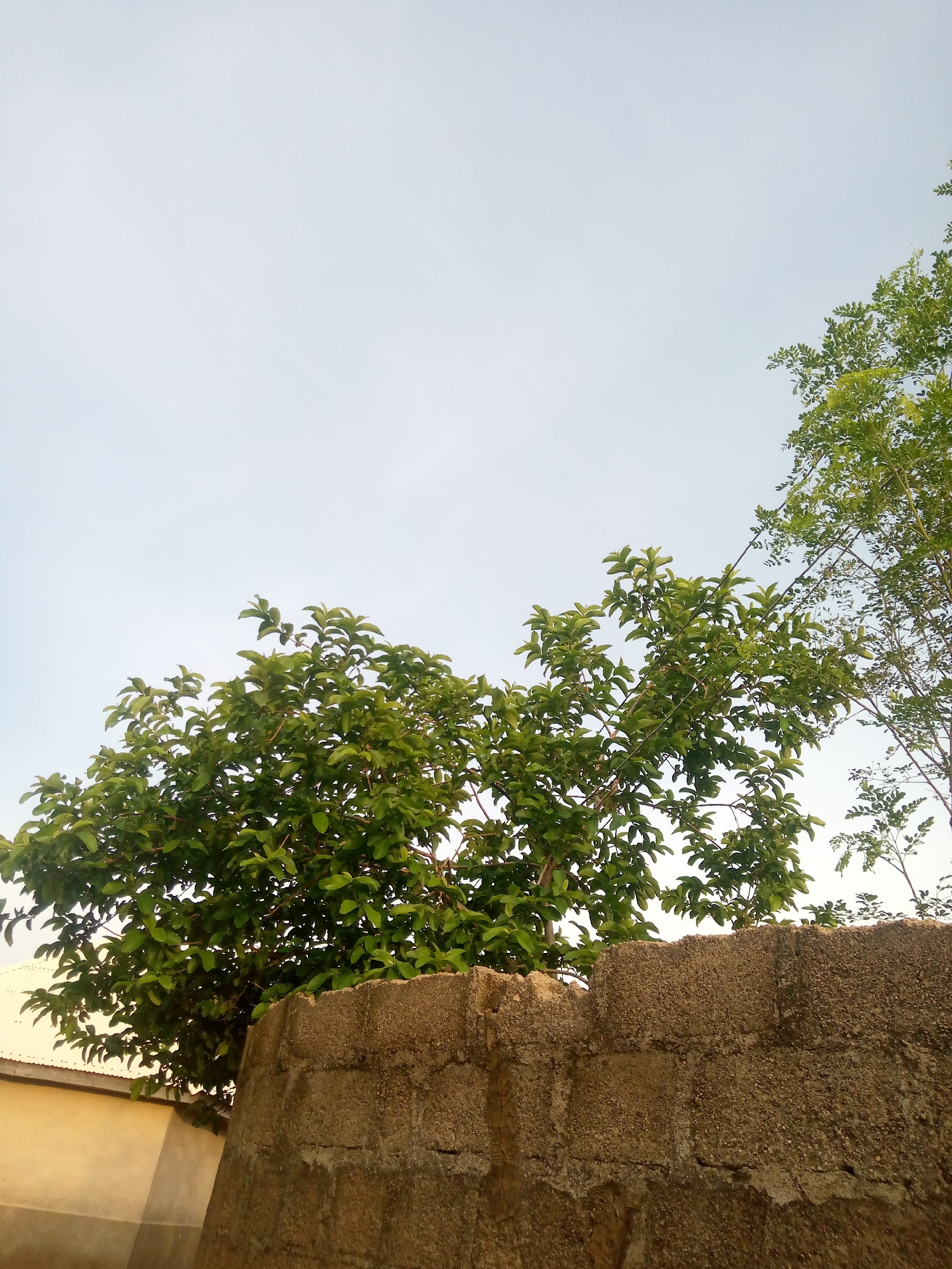 A low-angle shot captures the upper portion of a textured, light brown concrete wall constructed from cinder blocks. Green foliage from two trees extends above the wall. The tree on the left has dense, broad leaves, while the tree on the right has sparser, thinner leaves. The sky above is a pale, overcast blue. To the left of the wall, a portion of a light yellow building with a corrugated metal roof is visible. The scene appears to be outdoors, likely in a residential or semi-urban area, possibly within Jalingo, Nigeria, given the architectural style and vegetation. There are no people or animals present in the image.