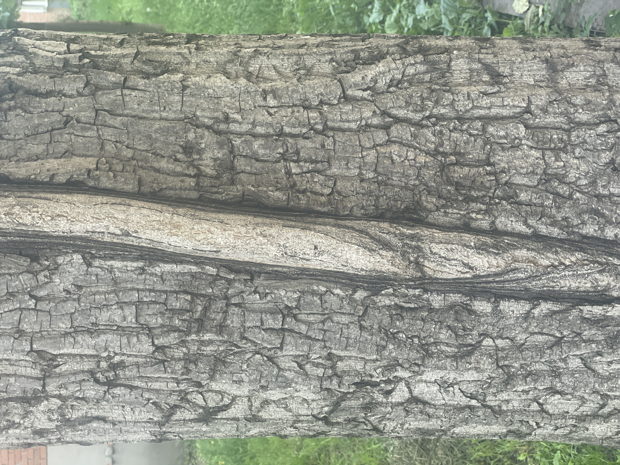The image is a close-up, vertical shot of a tree trunk with rough, deeply furrowed bark. A lighter-colored vine or secondary growth wraps around the trunk diagonally from the upper left to the lower right. The background is out of focus, showing green foliage and hints of a building structure to the left. The scene appears to be outdoors, possibly in a park or residential area, and there is no indication of the city of Poltava, Ukraine, or any specific forensic details beyond the natural texture of the tree bark.