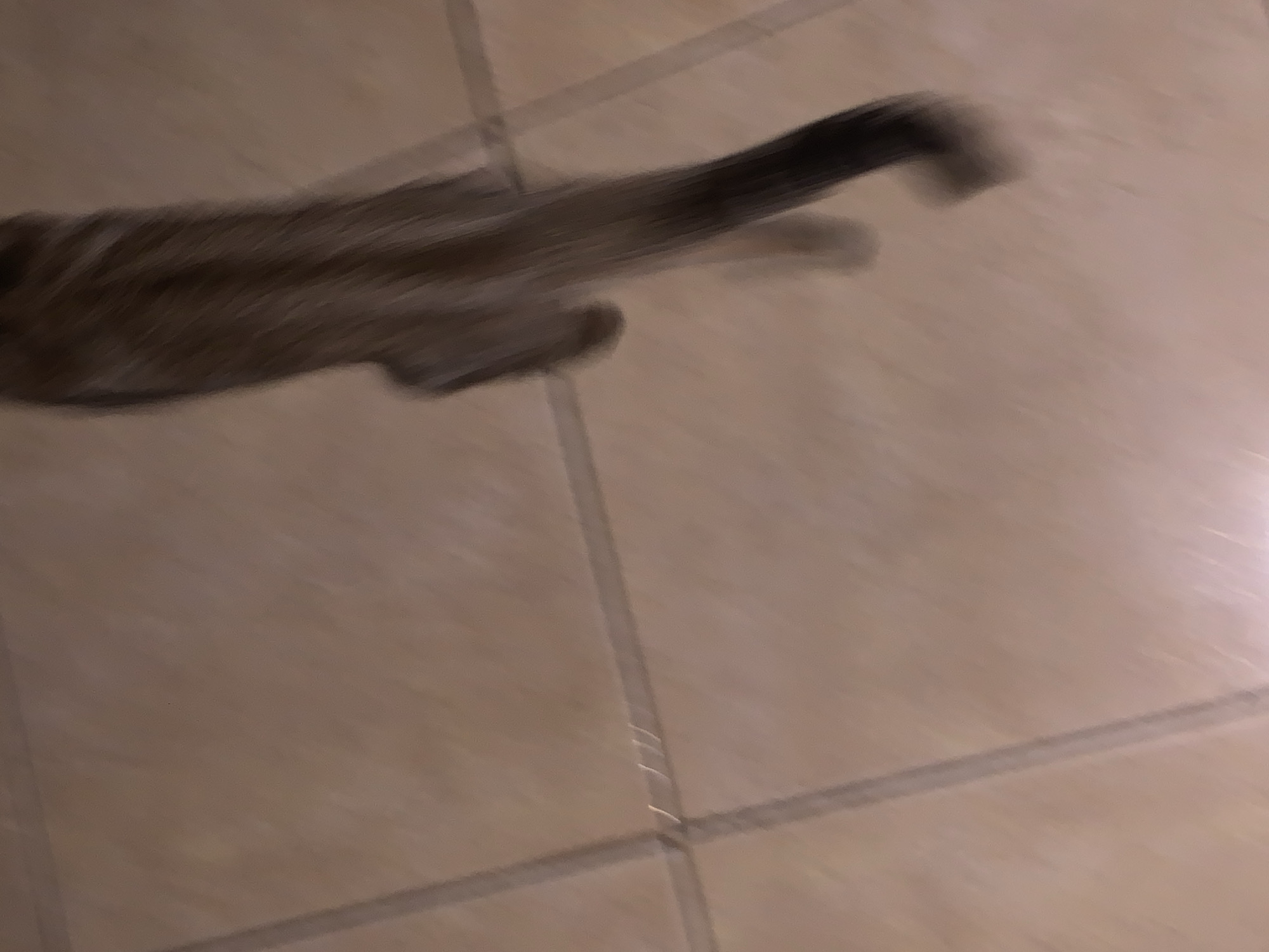 The image captures a motion-blurred limb, likely belonging to a cat, in an indoor setting. The limb, covered in dark brown and lighter brown fur, extends from the left side of the frame towards the right, displaying significant streaking due to rapid movement. A blurred paw-like structure is discernible at the end of the limb.
The background consists of a light beige or tan tiled floor, with darker grout lines creating a grid pattern. The floor appears to have a slightly reflective surface, catching indistinct light. The lighting in the scene is dim and appears to be artificial, providing no clues about the time of day or outdoor weather conditions.
The activity depicted is an animal in motion, possibly running, playing, or reaching for something, resulting in the photographic blur. No other subjects, people, or objects are visible. There is no discernible text within the image. While the location context of Santa Ana, Venezuela is provided, the image itself does not contain any visual cues to confirm this specific geographic location.