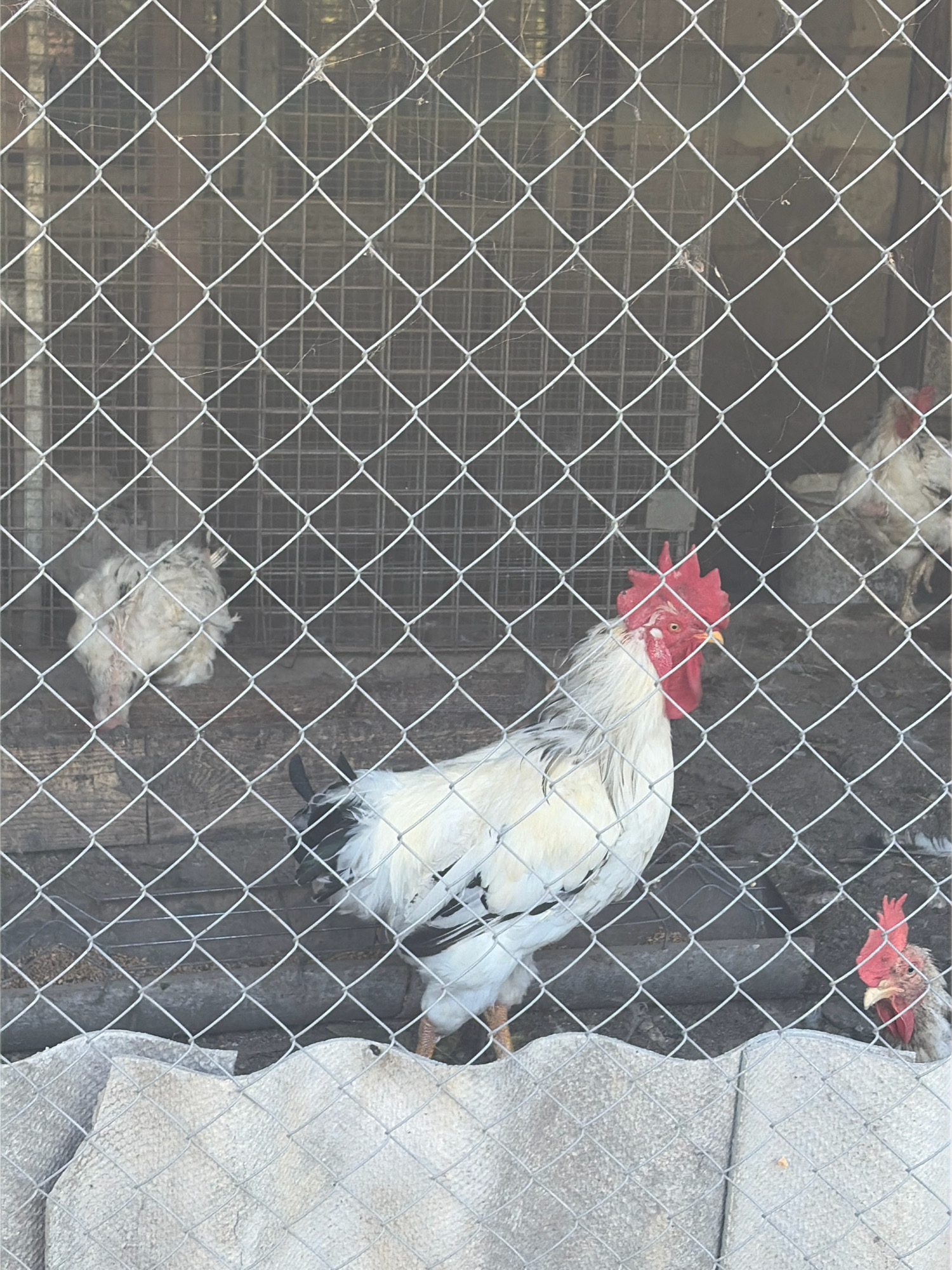 The image shows several chickens in an outdoor enclosure. In the foreground, a white rooster with black markings on its tail and wings is facing right, with its head turned towards the viewer. Its comb is bright red. Behind the rooster, another chicken, possibly a hen, is visible. To the right and further back, another chicken with a red comb can be seen. The enclosure is constructed with wire fencing, and the ground appears to be dirt or gravel. There is also some rough, grey material in the lower part of the image. The background consists of wooden structures, suggesting a rural or farm setting. The presence of cobwebs on the fence indicates the enclosure has been there for some time. The lighting suggests it is daytime.