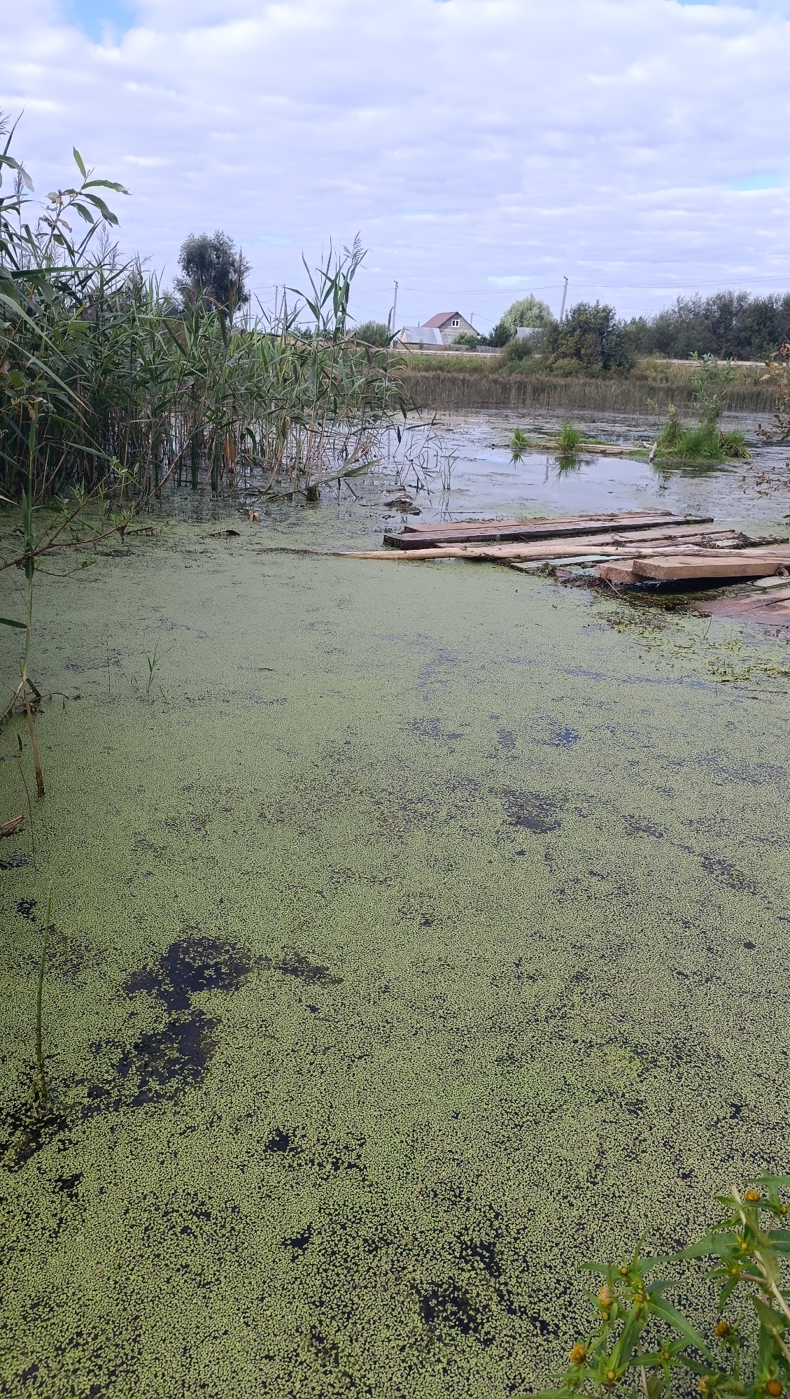 The image depicts a marshy body of water covered in a thick layer of green duckweed. Reeds and other tall grasses line the left bank of the water, and a makeshift wooden walkway extends from the right bank partially into the water. In the background, several houses with red roofs are visible amongst trees, suggesting a rural or suburban setting. The sky is overcast with scattered clouds. The scene appears to be a natural landscape with some human intervention in the form of the walkway. No people are visible in the image.