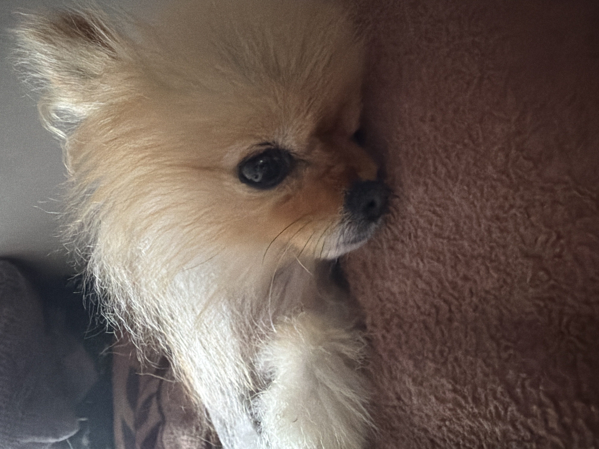 A close-up shot focuses on a fluffy Pomeranian dog lying down on a textured, reddish-brown surface. The dog's head is resting on its side, with its eyes closed or partially closed and its nose pointed slightly downwards. The dog has light blonde fur, which appears soft and fluffy, with darker fur around its eyes and nose. The background is out of focus, but a dark, soft object, possibly a blanket or pillow, is visible behind the dog's head. The lighting in the image appears to be soft and natural, creating a warm and cozy atmosphere.