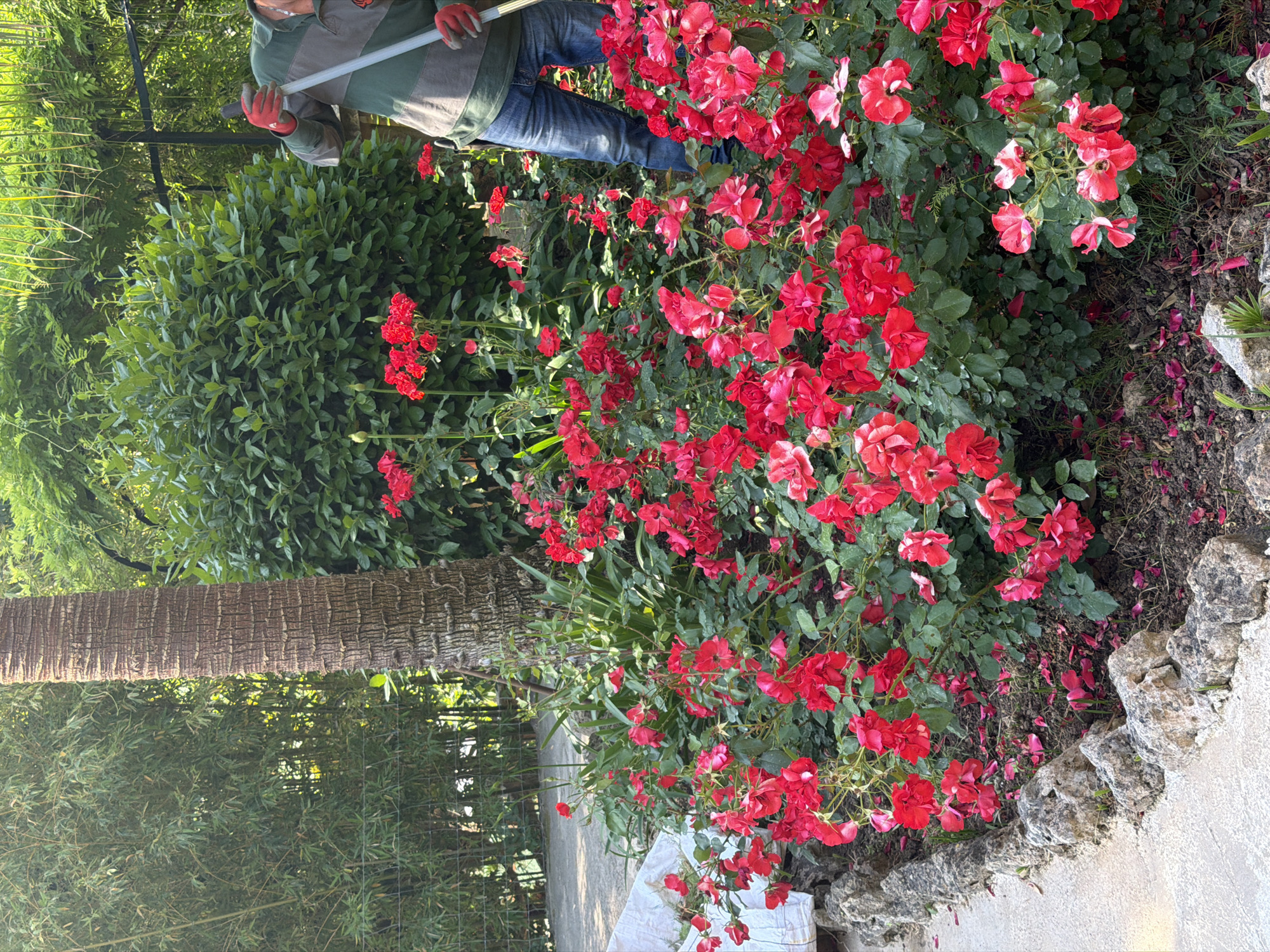 A person wearing a long-sleeved green and tan rugby shirt, blue jeans, and red gloves is gardening near a bush of red roses. The location is Bunyola, Spain, as per the instructions. The person is holding a white-handled gardening tool. The roses are in full bloom, and the area around the bush has fallen petals. The bush is next to a palm tree and other green bushes. A stone wall is visible near the edge of the rose bush.