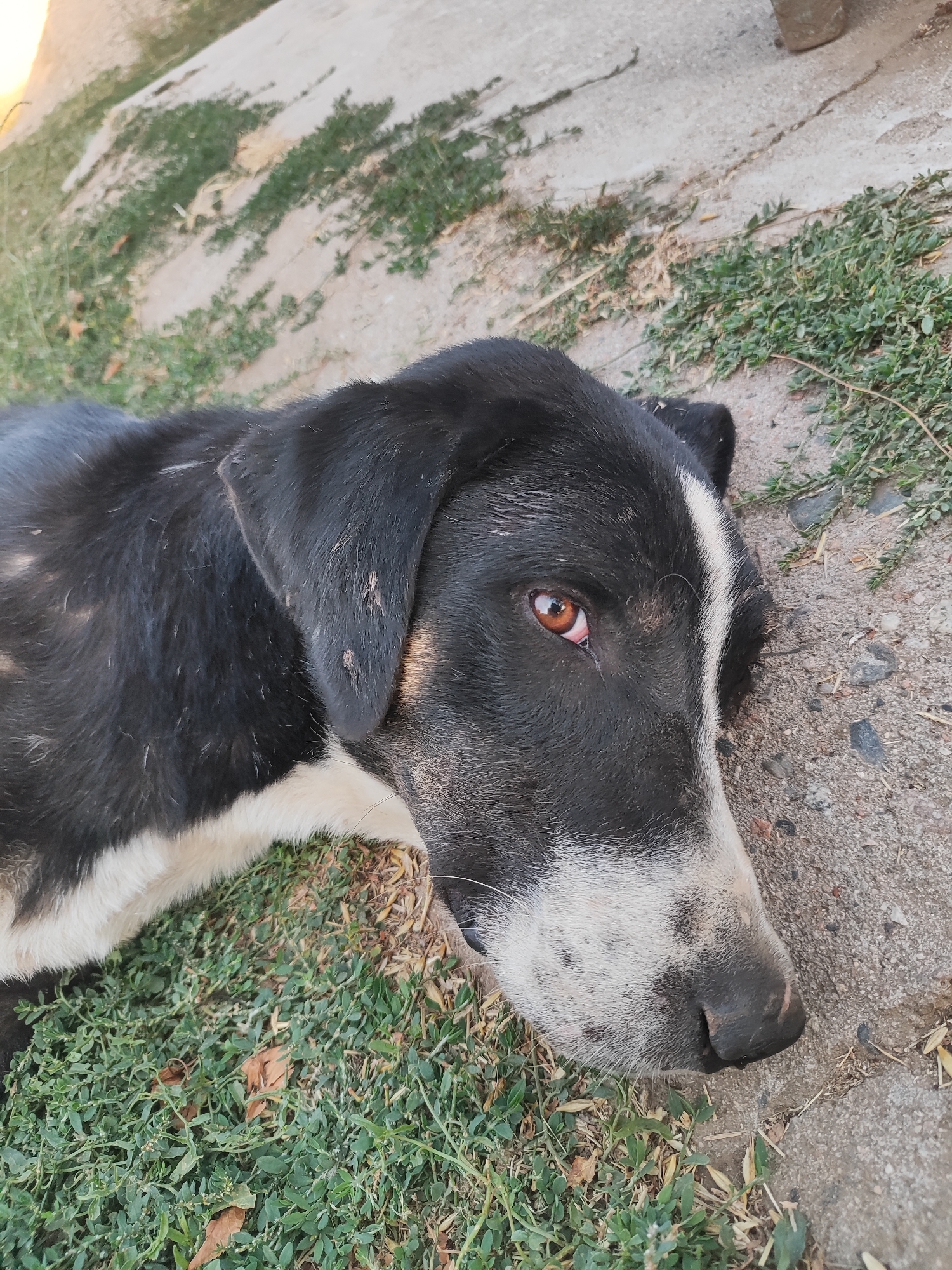 A medium shot shows a black and white dog lying on the ground in Sultonobod, Tajikistan. The dog is resting its head on the concrete, with its eyes open and looking towards the right. The dog has a black coat with a white stripe running down its face and a white chest. Patches of green grass and dry leaves are visible on the ground. The background is blurred and shows a concrete surface and some green vegetation.