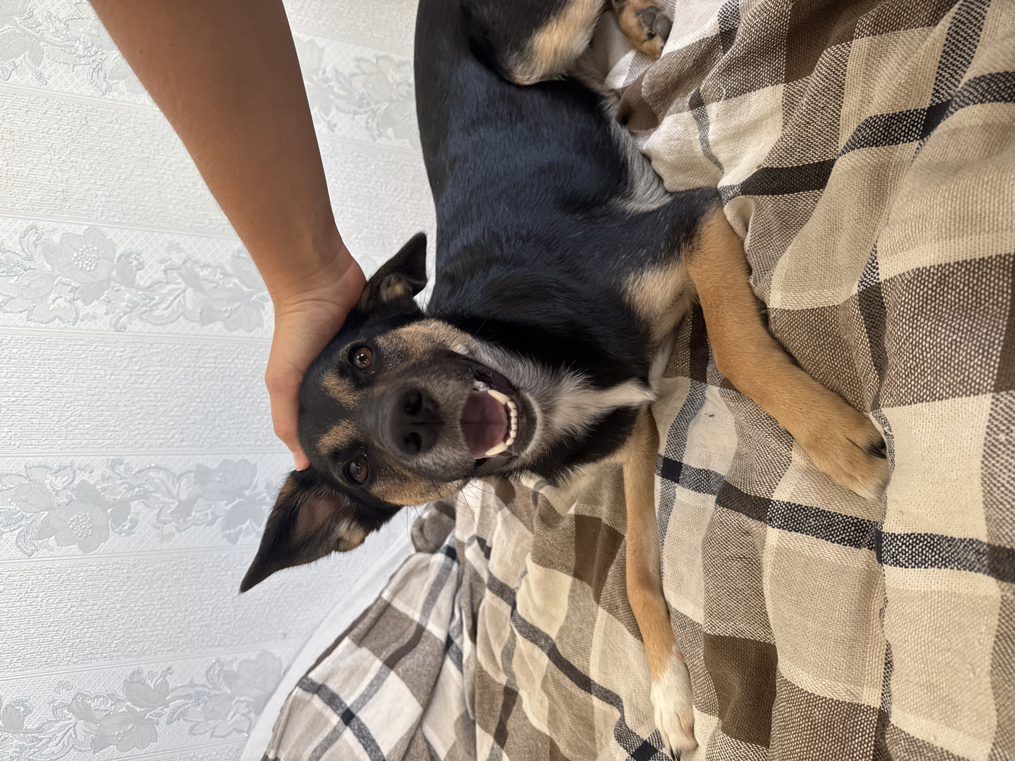 A medium shot depicts a black and tan dog lying on its back on a brown and beige plaid blanket. A human arm and hand are visible holding the dog's head, presumably to keep the dog still or for a photo. The dog's mouth is open, revealing its teeth and tongue. The background includes a white wall with a subtle floral pattern. The location is unknown, and there is no evidence suggesting Minsk, Belarus.