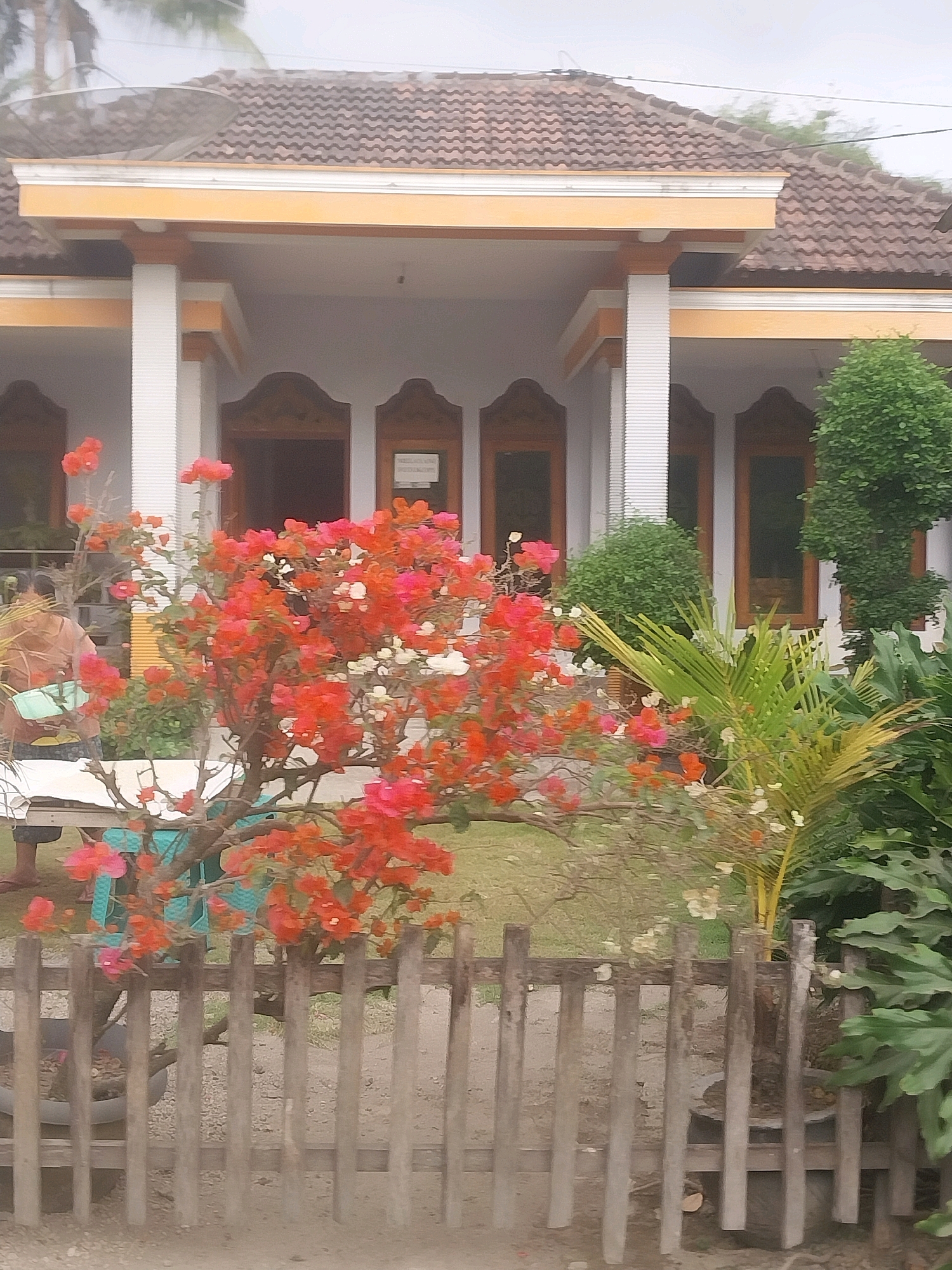 The image depicts the exterior of a single-story house with a brown tiled roof and a yellow trim. The house features white columns supporting a porch. In the foreground, a wooden fence runs across the bottom of the frame. To the left of the fence, a vibrant bougainvillea bush with numerous red and pink flowers is prominently displayed. Behind the bougainvillea, a person is seated on a bench, partially obscured. Various other plants, including a palm tree and large green leaves, are visible in the garden area. The overall setting appears to be a residential area, likely in Sidodadi, Indonesia, characterized by its tropical vegetation. The lighting suggests it is daytime.