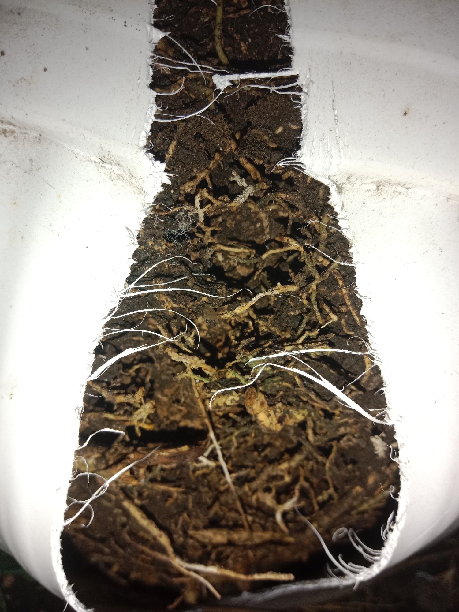 The image is a close-up, top-down view of a section of white PVC pipe with a roughly cut opening. Inside the pipe, a dense mass of plant roots and dark soil is visible, filling the opening. Some fine white root hairs protrude from the mass and extend outwards. The context of Lemahkembar, Indonesia, is not visually evident in the provided image.