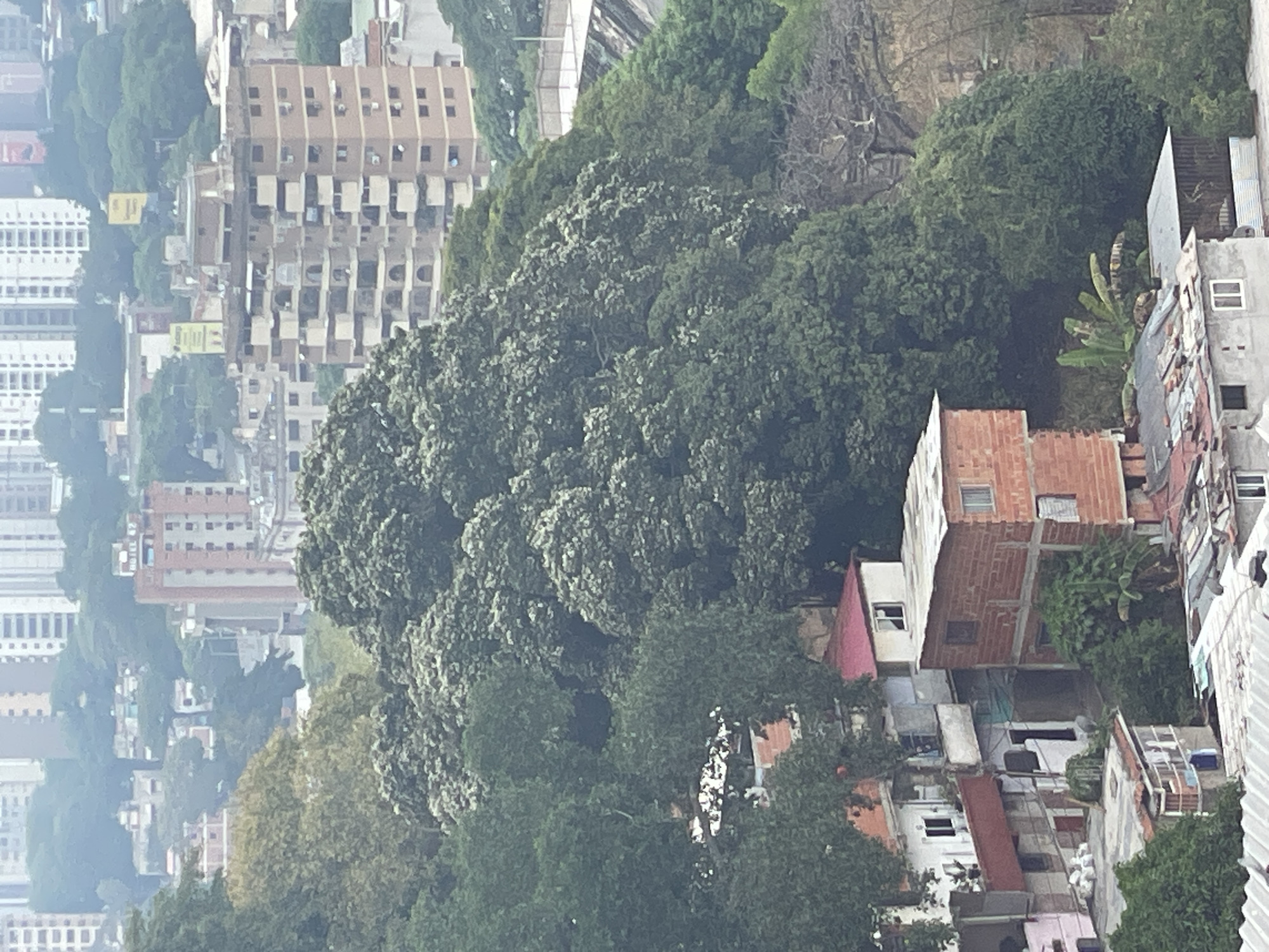 The image depicts a densely populated urban area, likely in Caracas, Venezuela, characterized by a mix of building types and vegetation. Tall apartment buildings with repeated window patterns rise in the background, partially obscured by haze. In the foreground, dense tree cover dominates the view, interspersed with smaller, less structured residential buildings, some constructed from red brick. Patches of vibrant green vegetation, possibly banana plants, add to the sense of a lush, yet crowded environment. The image is taken from an elevated vantage point, offering an expansive view of the city's urban landscape.