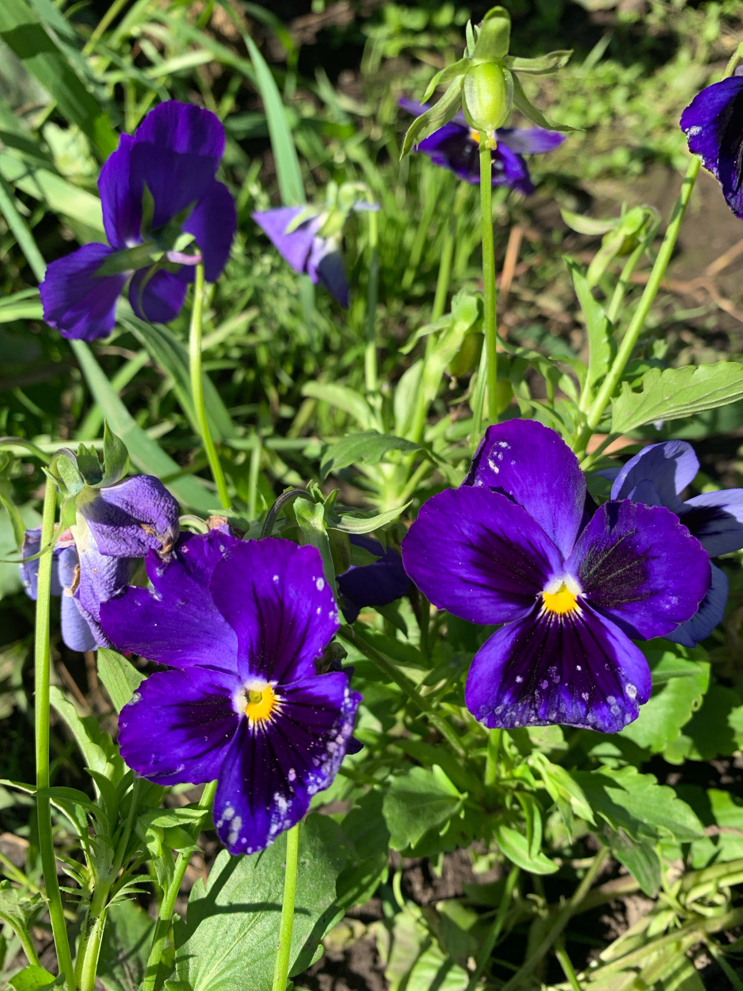 A close-up, eye-level shot captures a cluster of vibrant purple pansies blooming in the sun. Two flowers are prominently in focus in the foreground, their petals a deep violet with dark markings and a bright yellow center. White speckles, possibly dew or pollen, are visible on the petals of the flower on the right. Behind them, other pansies, some in bloom and others in bud, are interspersed with lush green foliage and slender stems. The background is softly blurred, showing more greenery and the dark earth of a garden bed, suggesting an outdoor setting in Novostroika, Russia. The lighting is bright, with sunlight casting subtle shadows, highlighting the delicate texture of the flowers and leaves. No people or animals are present in the frame.