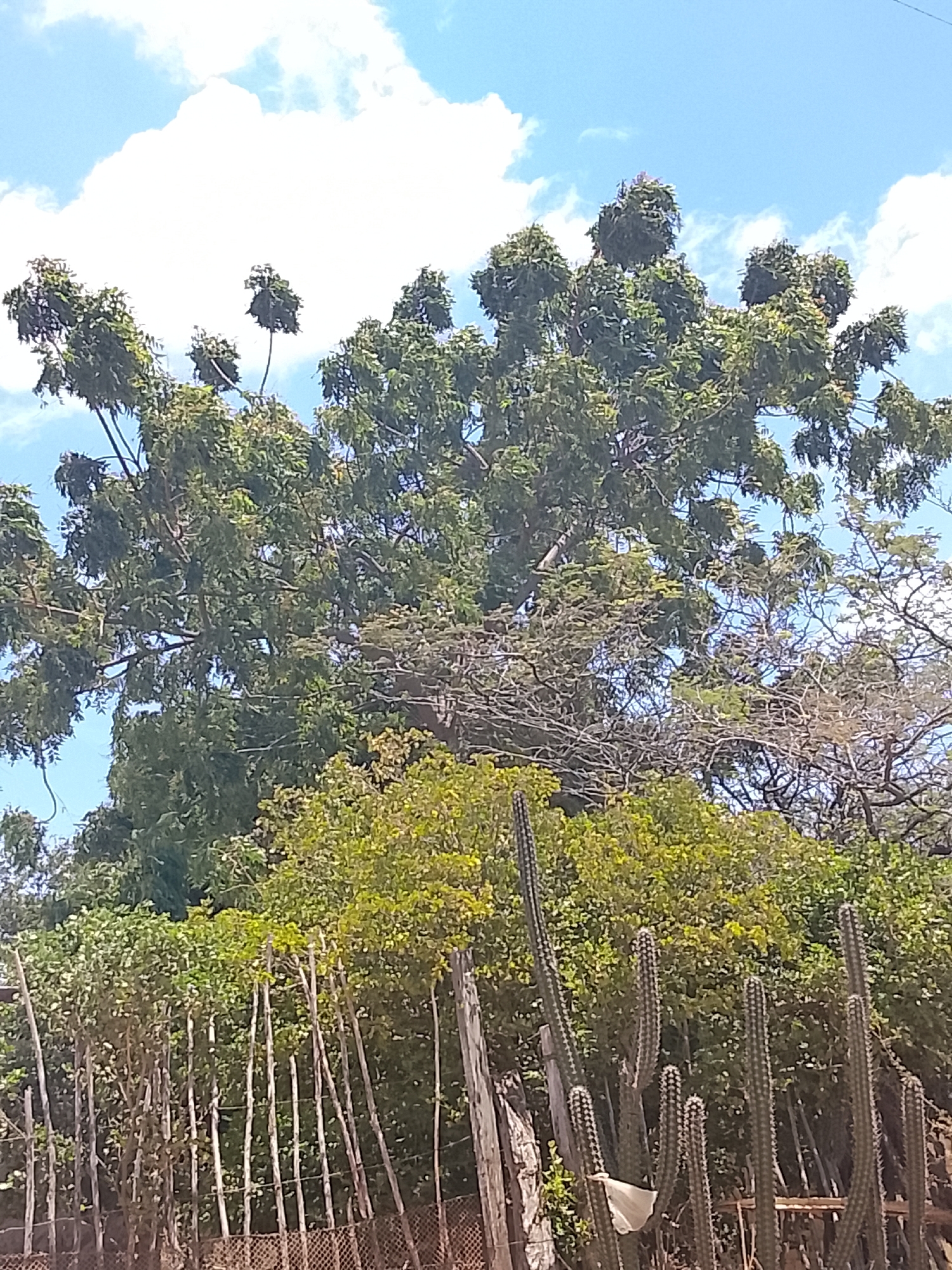 The image shows a lush, verdant scene, likely taken in a rural or semi-rural setting. A large tree dominates the upper portion of the frame, with a dense canopy of green leaves against a backdrop of a blue sky with scattered white clouds. Beneath the large tree is a lower layer of shrubbery and smaller trees, creating a layered effect. In the foreground, a rustic fence constructed of thin wooden posts is visible, alongside cacti of varying sizes. The image could have been taken in Altagracia, Venezuela, with its typical tropical vegetation. The scene overall evokes a sense of natural growth and tranquility.