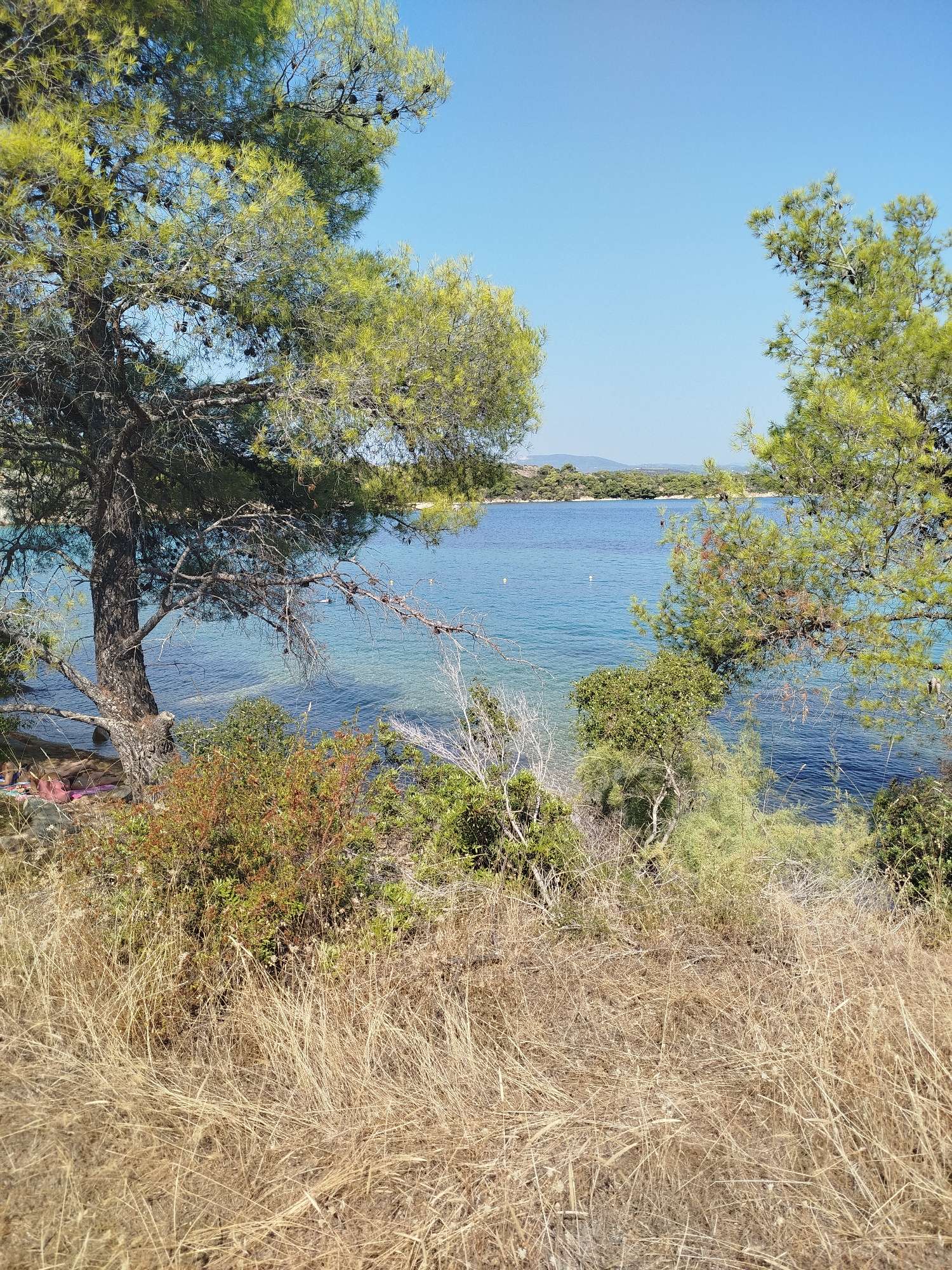 This is a horizontal, eye-level, medium shot of a beach scene on a clear, sunny day in the Sithonia Municipal Unit of Greece. The foreground is filled with dry, tall, golden grass and some low-lying green and reddish-brown bushes. In the middle ground, two large pine trees frame the view of a calm, turquoise sea. The water is clear, revealing the sandy bottom near the shore. Small waves are visible and a few scattered white buoys mark the water. In the far background, a tree-lined coastline with hills stretches across the horizon under a clear, bright blue sky. On the left side of the image, near the water's edge, two individuals are partially visible, reclining on the beach.
