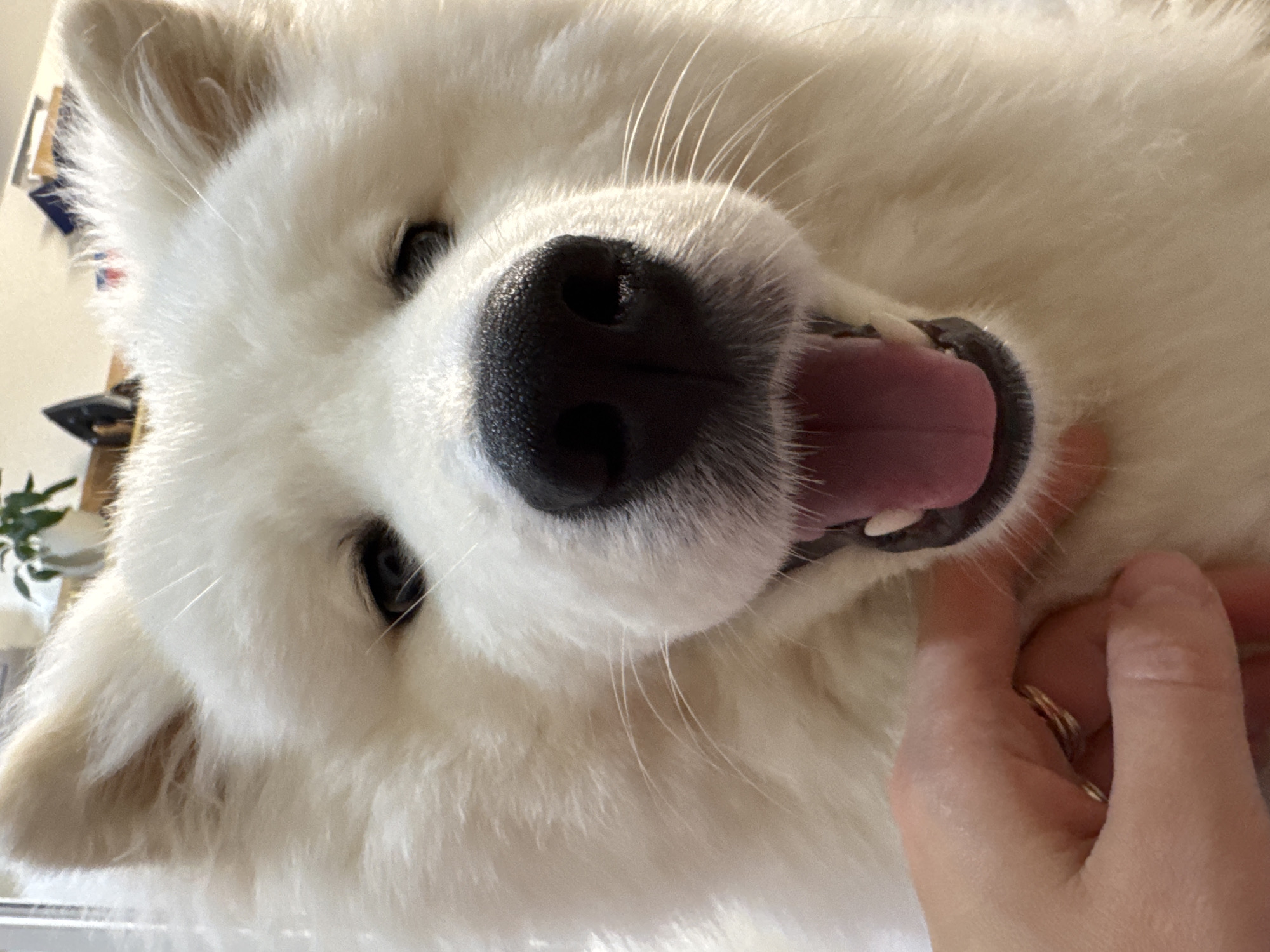 The scene, located in the city of Chaikovsky, Russia, depicts a close-up frontal view of a large canine subject, likely a Samoyed or similar breed, characterized by dense, white fur. The dog's mouth is slightly agape, revealing a pink tongue and upper teeth, suggesting an open-mouthed expression. A prominent black nose with visible nostrils is centered in the frame, surrounded by white whiskers extending outwards. Dark, almond-shaped eyes are partially visible through the fur above the muzzle. In the lower left quadrant, a human hand with fair skin and a gold-toned ring on the ring finger is observed interacting with the dog's neck or jaw area. The background is out-of-focus, with a potted plant on a light surface visible in the upper left, and indistinct objects, including a dark, angular item, in the upper right. Illumination appears bright, casting subtle highlights on the fur.