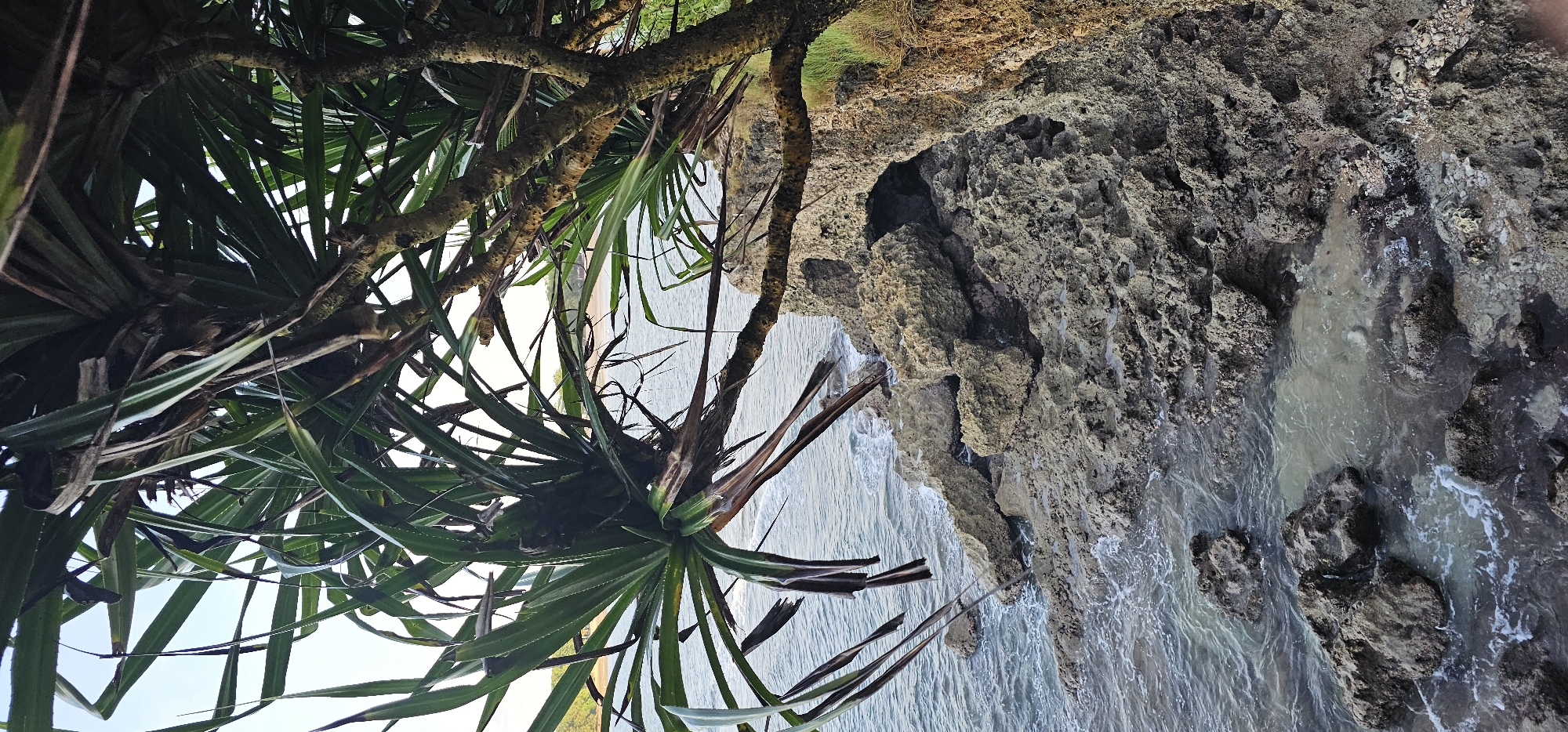The image shows a coastal scene in Kuta Selatan, Indonesia. Rocky cliffs covered with vegetation meet the ocean. The view is framed by a pandanus tree with long, spiky leaves, and the water laps against the jagged rocks.