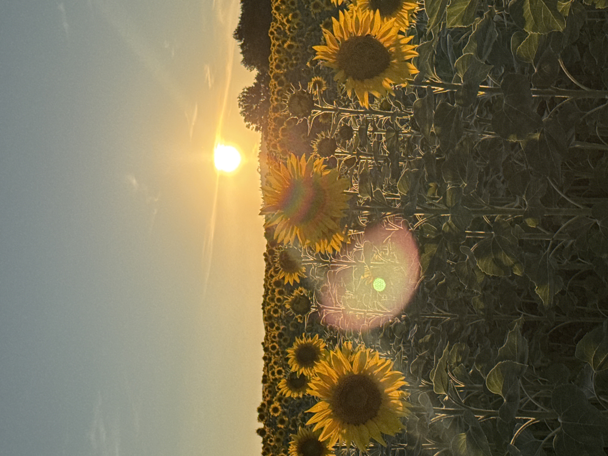 This is a photograph of a sunflower field at sunset, likely located near Rezhantsi, Bulgaria. The sun is low on the horizon, casting a warm, golden light across the scene. Numerous sunflowers, with their large, yellow petals, dominate the foreground and middle ground, many of them facing the setting sun. The sky is a gradient of pale blue and orange. In the distance, a line of trees forms the treeline against the horizon. The image captures the natural beauty of a rural landscape during a picturesque sunset. There are no people or man-made structures visible in the photograph, emphasizing the vastness of the sunflower field.
