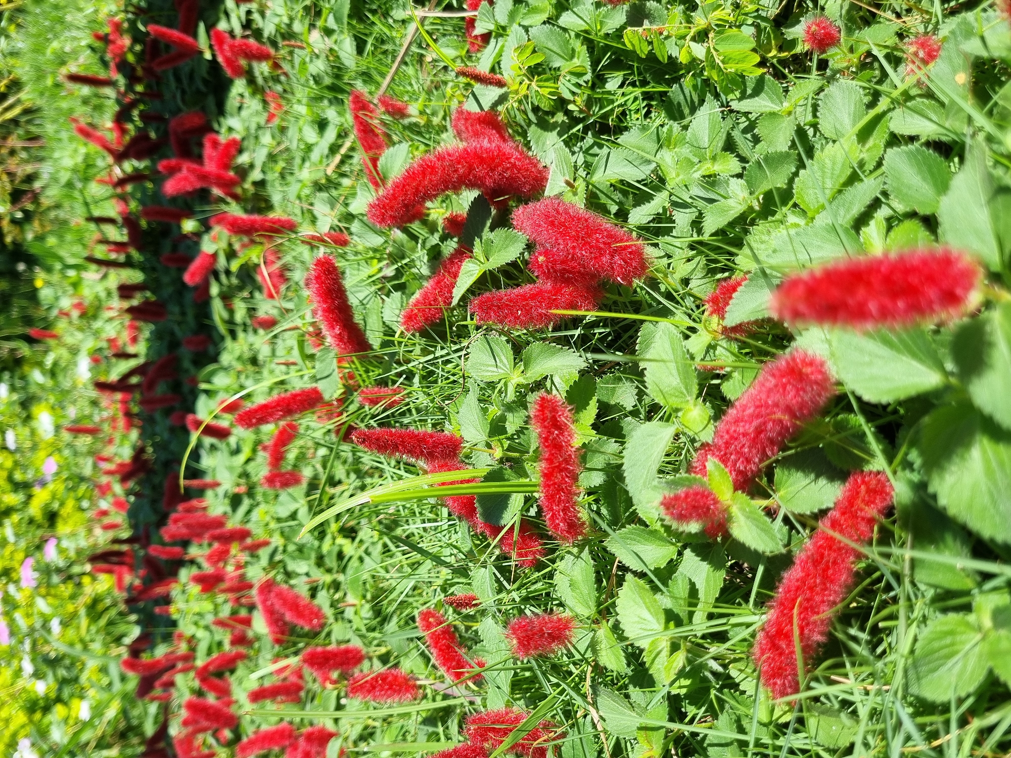 This is a close-up, eye-level, outdoor shot of a patch of Acalypha hispida, commonly known as Chenille Plant or Monkey Tail, in a garden setting. The plants are in full bloom, displaying their distinctive, elongated, fuzzy red flowers that resemble catkins or tails. These striking red inflorescences are the primary focus of the image, rising from a bed of lush green foliage. The leaves of the Chenille plant are ovate to elliptical with serrated margins and are a vibrant green. Interspersed among the Chenille plants are blades of grass, also green, adding texture and depth to the scene. The background is softly blurred, suggesting a shallow depth of field, with hints of other plants and possibly some pale pink and white flowers in the distance. The lighting suggests it is a bright day, with sunlight illuminating the plants and creating a slight sheen on the leaves and flowers. The image captures the vibrant color and unique texture of the Chenille plants, likely in a park or garden within the municipality of Laranjal Paulista, Brazil, given the typical garden flora and sunny climate. There are no people or animals visible in the frame. The scene is peaceful and natural.