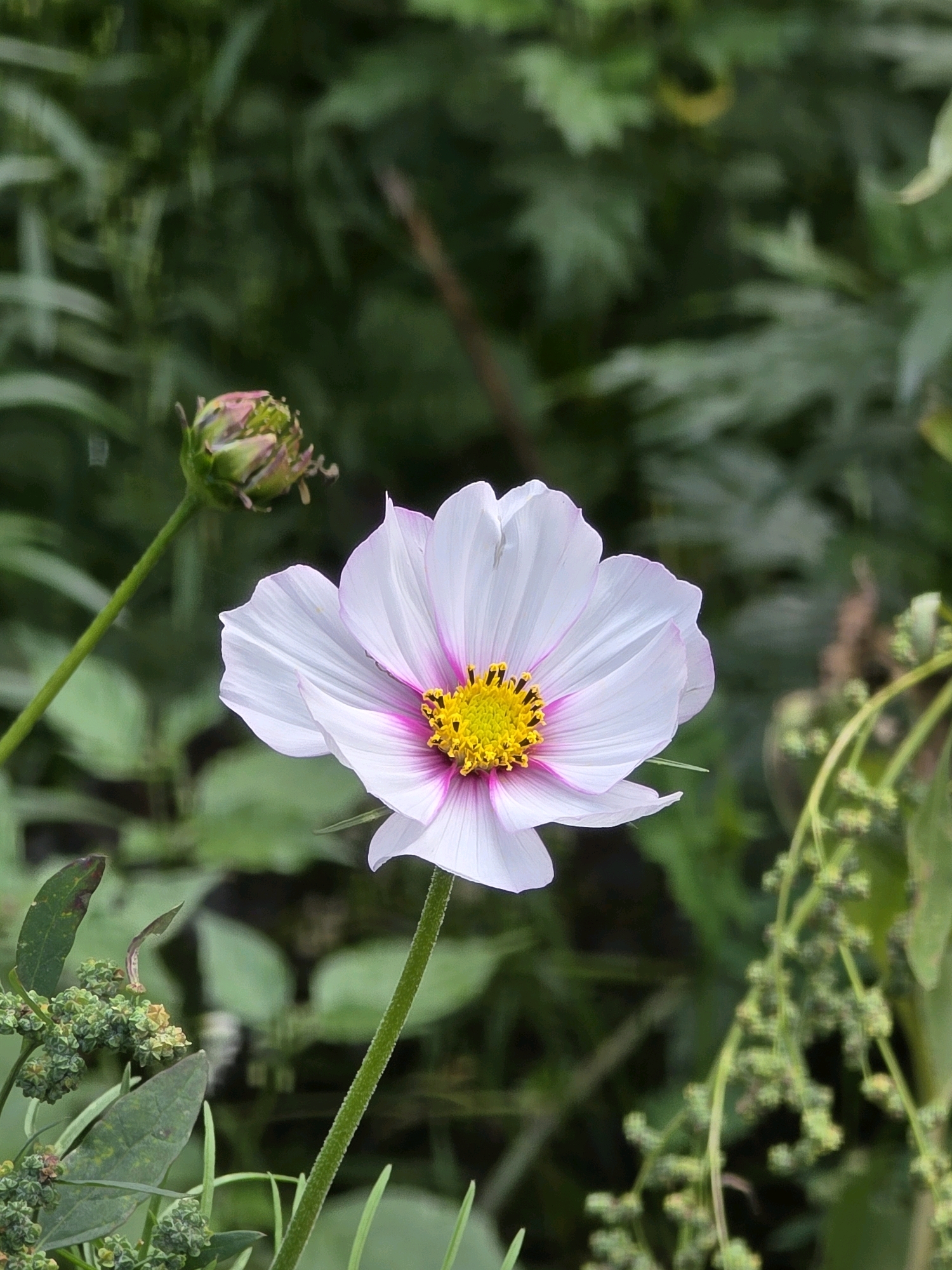A single, white Cosmos flower with pink-tinged edges and a bright yellow center is in focus in the foreground, positioned to the right of center. To its left, a green stem with a closed bud rises. The background consists of blurred green foliage, suggesting an outdoor environment, likely a garden or natural area. The image does not contain any people or elements that would indicate a specific location within the city of Речицы, Russia.