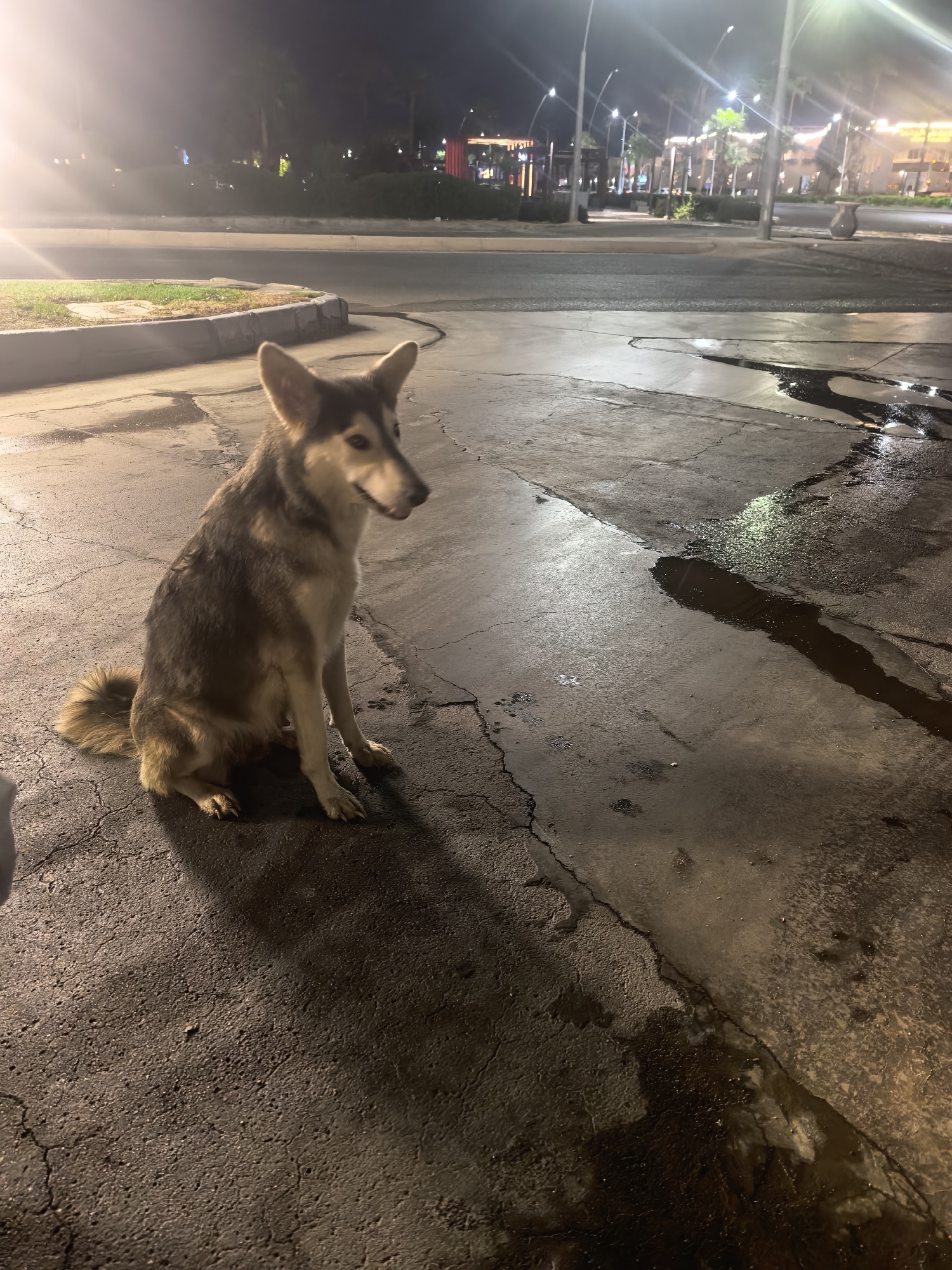 A medium-sized dog with grey and tan fur sits on a cracked asphalt surface next to a wet patch at night. The dog is facing left with its tongue slightly out. In the background, streetlights illuminate a street with palm trees and buildings. The scene appears to be an outdoor area in a city, possibly a parking lot or sidewalk.