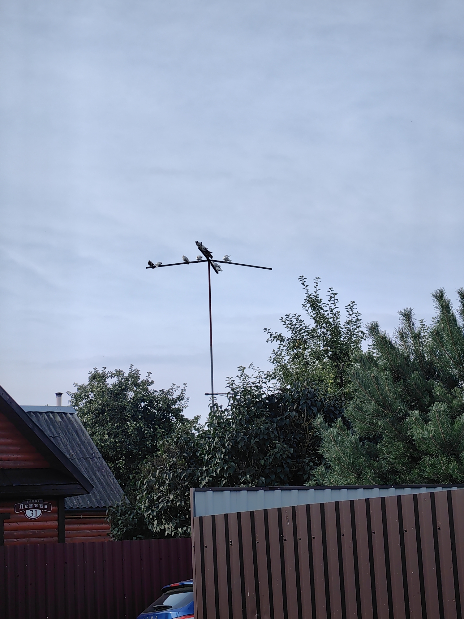 In Fanipal, Belarus, a group of birds are perched on a television antenna. The antenna is mounted on a pole and extends horizontally, with several birds resting along its length. The scene is set against a backdrop of a cloudy sky. In the foreground, a brown metal fence is visible, and to the left, a portion of a wooden house with a dark gray roof is seen. A blue car is partially visible behind the fence. Trees and evergreen branches frame the upper portion of the image. A street sign on the house reads "улица Ленина 31" (Lenin Street 31).