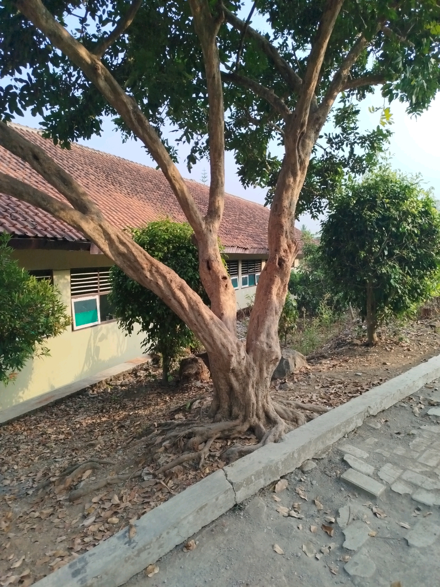 A medium shot captures a large, old tree with a thick, gnarled trunk and exposed roots in the foreground, situated outdoors. Behind the tree, a building with a red-tiled roof and yellow walls is visible, featuring several windows with horizontal white louvers. Green foliage from the tree and other bushes surrounds the building and the foreground. The ground is covered with dry brown leaves and dirt. A concrete curb runs along the bottom of the image, bordering a paved walkway made of gray concrete blocks. The scene is illuminated by natural daylight, casting shadows on the ground. This image was taken at the Karangsambung Meteorological Station, located in Karangsambung, Indonesia.