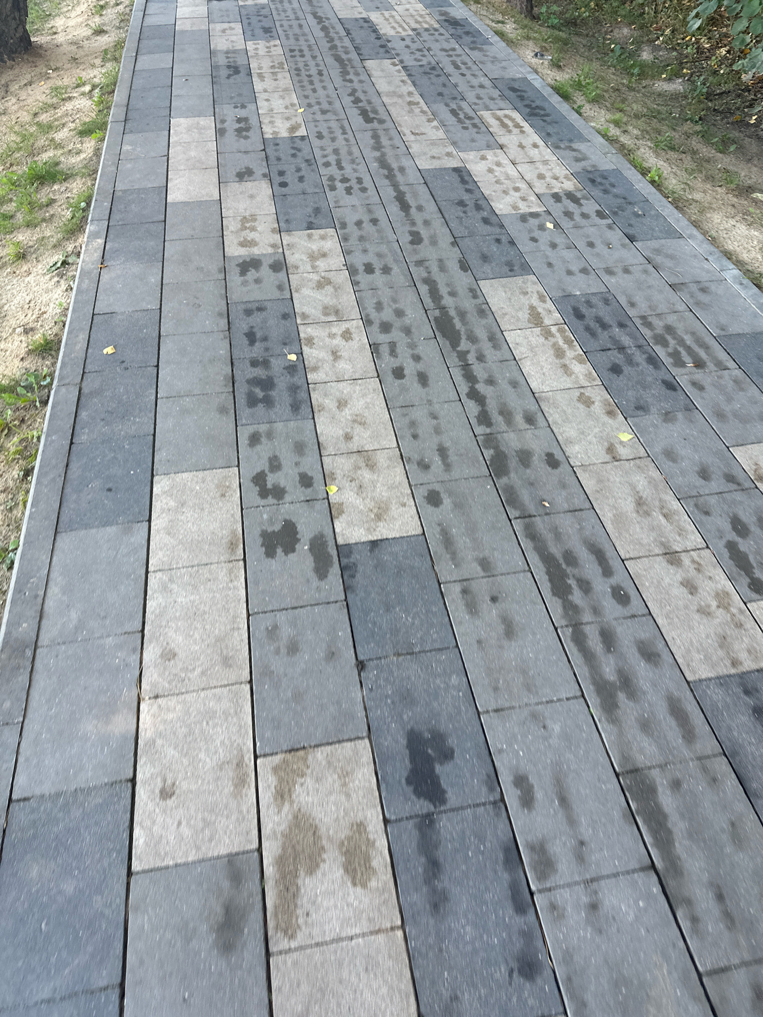 The image shows a wet, grey, rectangular paved walkway in Vidnoye, Russia. The walkway is composed of alternating dark grey and light grey rectangular pavers laid in a running bond pattern. The pavers are speckled with darker, wet patches and some fallen leaves. The walkway is bordered on the left by a sandy area with sparse green grass and a portion of a tree trunk. To the right of the walkway, there is a patch of dry grass and some green foliage, suggesting a park or natural area. The perspective is from above, looking down and along the path. There are no people or animals visible in the image.