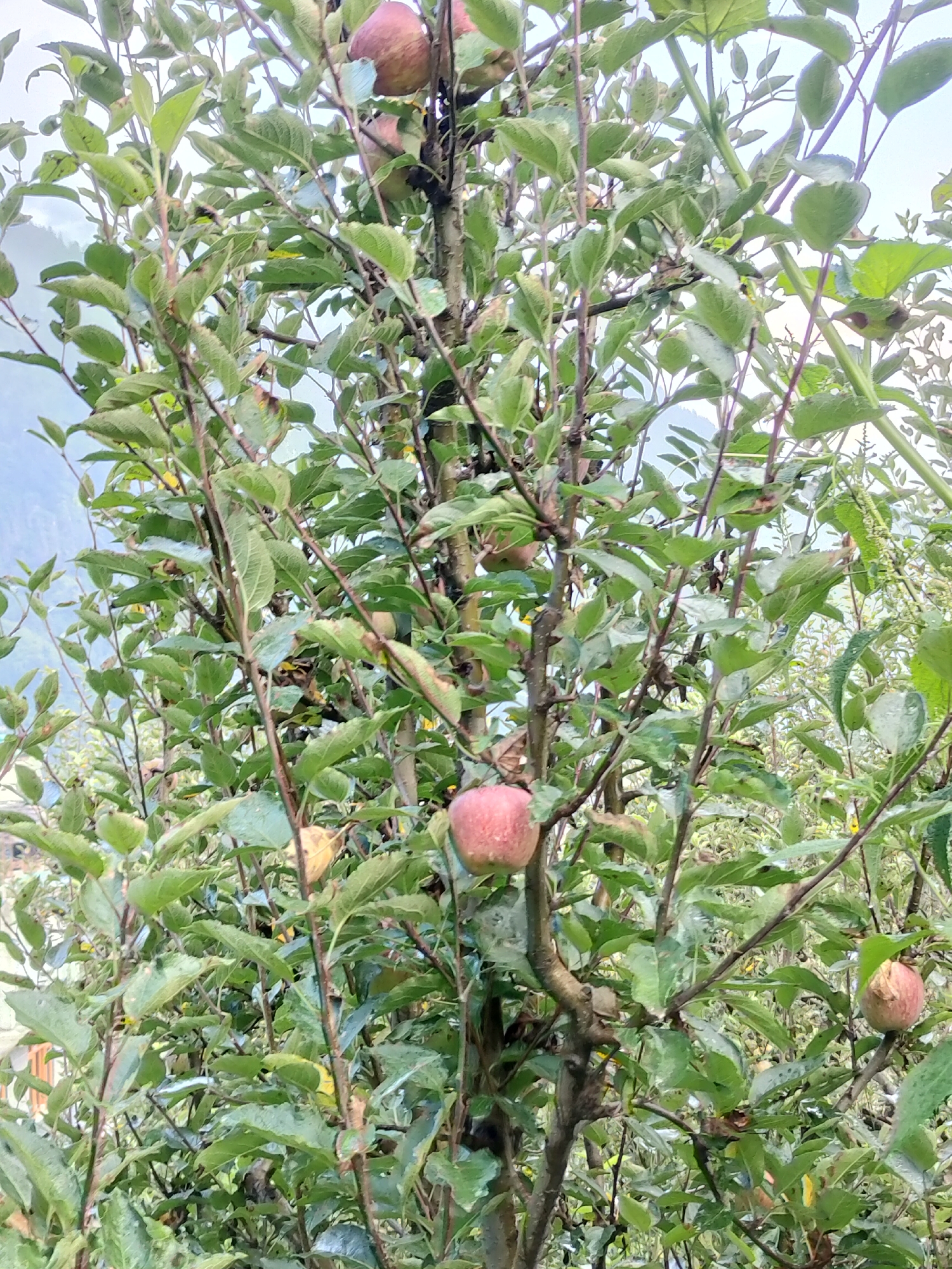 This is a close-up, vertical shot of an apple tree in Burwa, India. The tree is laden with green leaves and several ripe apples. The apples are red and pink, with some showing hints of yellow. The branches are a dark brown, with some thinner, lighter brown branches visible. The background is a blur of green foliage and a hazy sky, suggesting it might be a cloudy day or early morning. There are no people or animals visible in the image. The overall impression is one of abundance and natural growth.