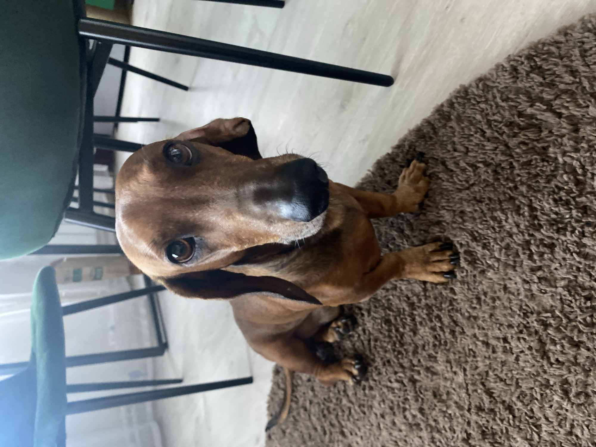 A brown dachshund sits on a brown shag rug, its head tilted up toward the camera. Part of a green chair and a light-colored floor are also visible in the background. The location is presumed to be in the city of Chaikovsky, Russia.
