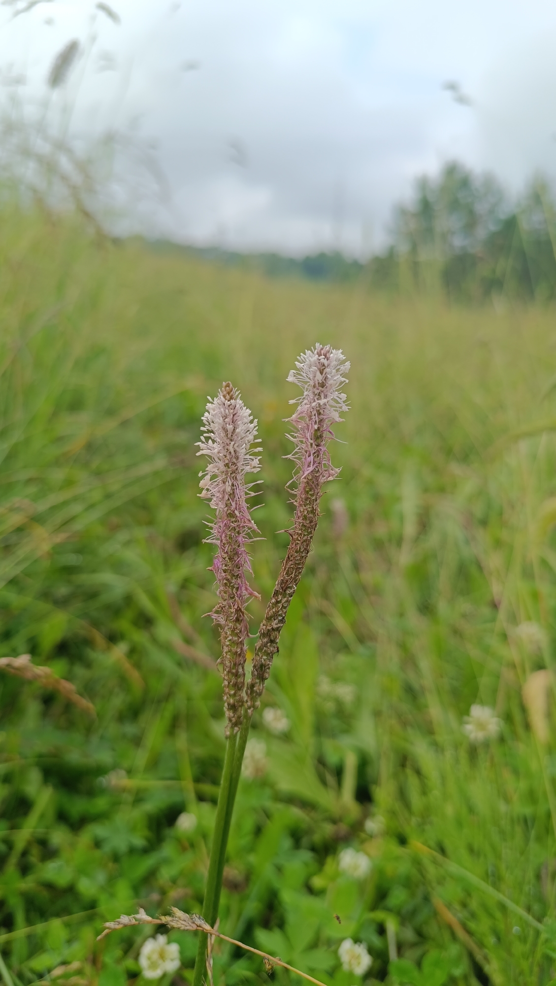 The image is a close-up, vertical shot of two flowering plant stalks in a field. The stalks are slender and topped with delicate, spiky clusters of pale pink and white florets. The background is a soft-focus expanse of green grass, with hints of trees and a cloudy sky in the distance. There are small white flowers scattered amongst the grass at the base of the stalks. The scene appears to be a natural outdoor environment, likely a meadow or field, under an overcast sky. No specific location in Karsha, Russia, is discernible from the image itself.