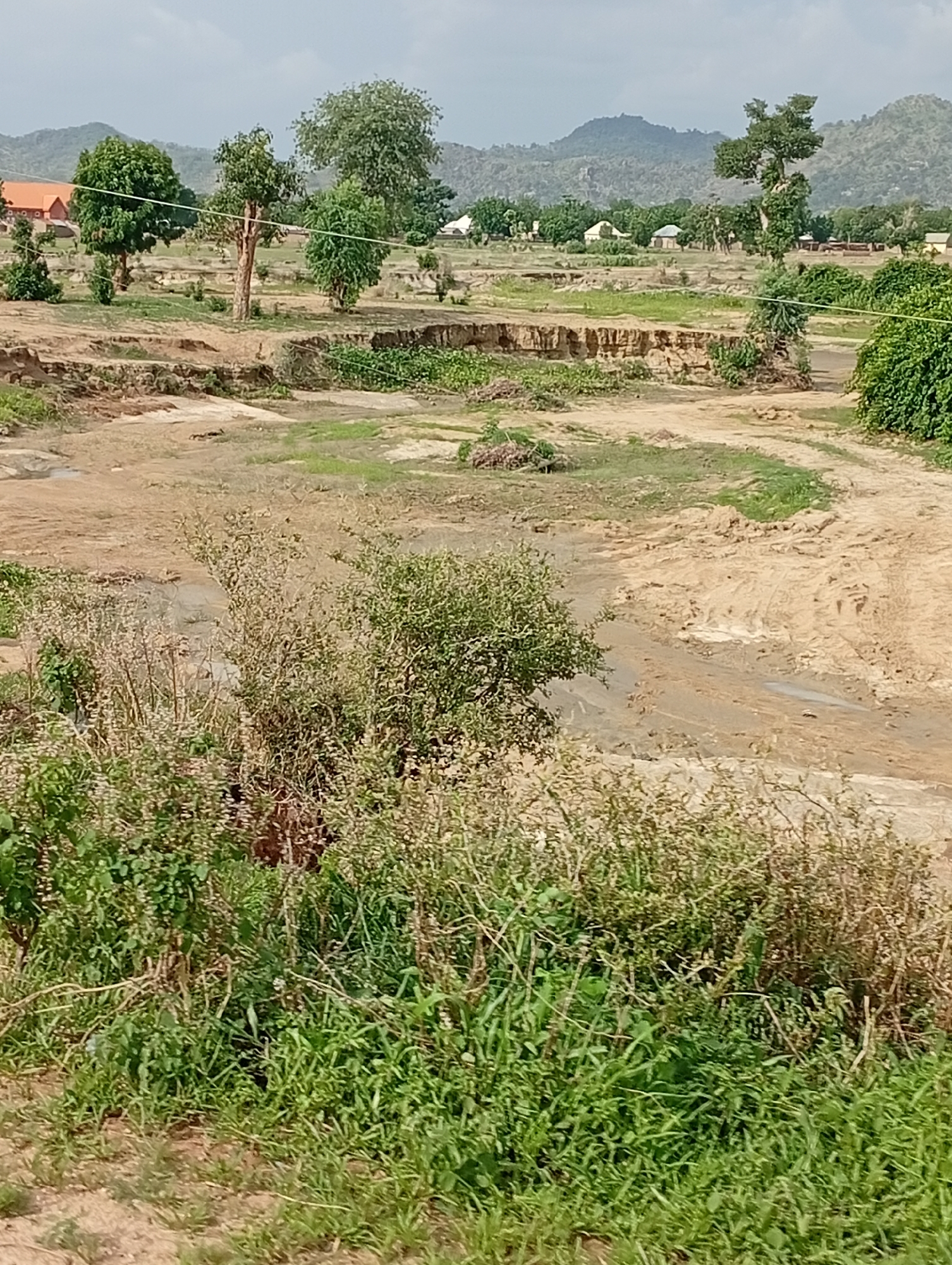 This is a landscape image captured in Shuwa, Nigeria, depicting a dry riverbed or eroded land with sparse vegetation and distant hills. The terrain is characterized by exposed soil, sandy banks, and some areas of dried mud. The foreground is dominated by green grasses and bushes, with some taller, dry-looking plants interspersed. In the middle ground, the eroded landscape features distinct layers of soil, suggesting significant water flow and erosion over time. There are several scattered trees of varying sizes across the scene. In the background, rolling hills are visible under a cloudy sky. A few buildings, including what appears to be a building with an orange roof on the far left and some smaller structures with white roofs further in the distance, suggest the presence of a settlement. There are no people visible in the image. The overall impression is one of a rural, semi-arid environment undergoing natural erosion.