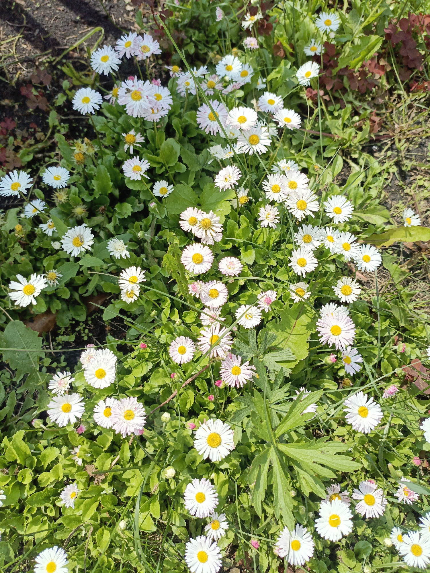 A high-angle medium shot captures a patch of white and pink daisies growing in a grassy area, possibly a park or garden, in Novoznamenskaya 1-Ya, Russia. The flowers are diverse in bloom, with some fully open, displaying their yellow centers and white or pink-tinged petals, while others are still budding or partially open. The surrounding environment is composed of lush green foliage and patches of dark soil, with some reddish-brown leaves scattered across the ground. A few thin green stems and blades of grass are interspersed among the flowers. The scene is bathed in natural sunlight, creating bright highlights and shadows. There are no people or animals visible in the image.