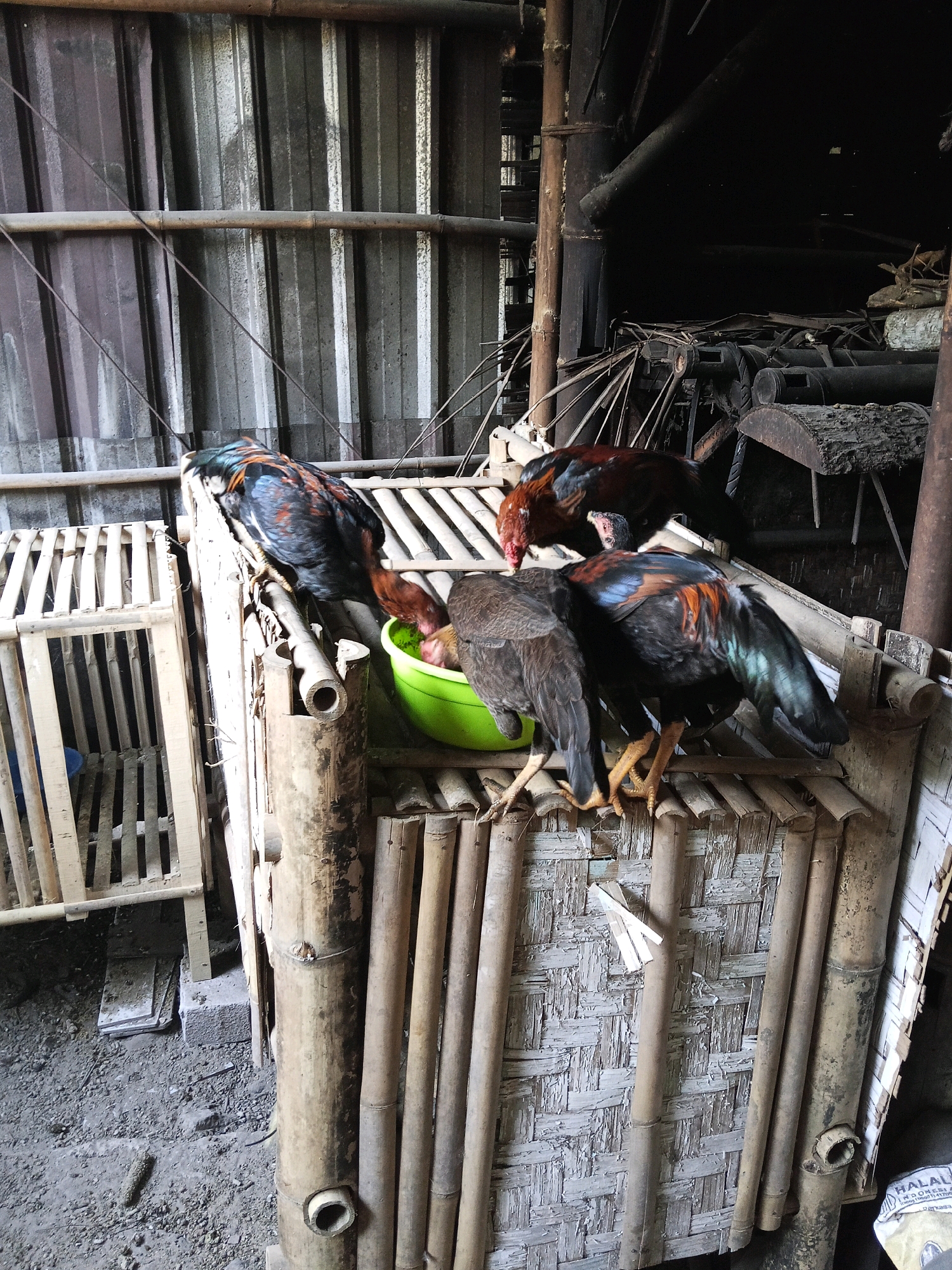 This image depicts a rural scene in Langgongsari, Indonesia, focusing on a group of roosters. The roosters are gathered around a bright green plastic bowl, actively eating. One rooster is perched on the edge of a bamboo structure, leaning down to eat. Another rooster stands on the bamboo structure, its head obscured by the one in front. A third rooster is visible behind the first, also eating from the bowl. A fourth rooster, with darker plumage, stands to the left of the bowl, its head facing downwards. The roosters exhibit vibrant plumage with black, red, and blue iridescent feathers.
The environment appears to be an outdoor or semi-outdoor enclosure, likely a chicken coop or farmyard. The structures are predominantly made of bamboo, with a woven bamboo wall visible behind the roosters. In the background, there is a corrugated metal roof supported by wooden beams and poles, suggesting a rudimentary shelter. To the left, a lighter-colored bamboo cage or enclosure is visible, also constructed from bamboo slats. The ground is a mix of dirt and gravel. In the far background, industrial-looking equipment, possibly related to farming or processing, is dimly visible in the shadows. The lighting suggests it is daytime, with sunlight casting shadows. A portion of a plastic bag with "HALAL" printed on it is visible in the lower right corner, indicating a commercial product in the vicinity.
