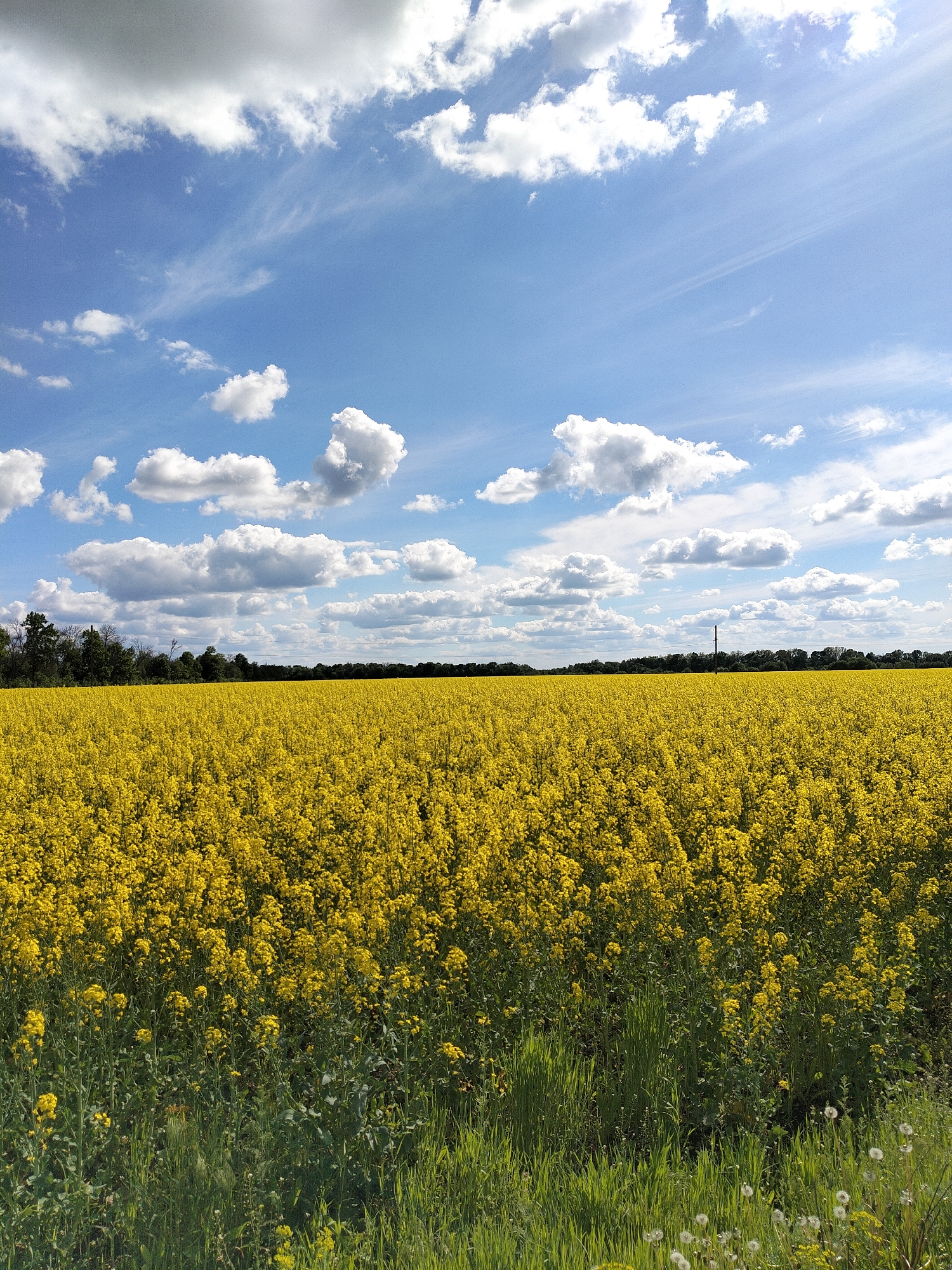 A wide-angle, outdoor photograph captures a vast field of bright yellow rapeseed flowers under a blue sky dotted with fluffy white cumulus clouds. The field extends to the horizon, where a line of dark green trees marks the edge of the field. The foreground shows taller green grass with some dandelions. An electrical pole is visible along the tree line. The location is in a rural area.
