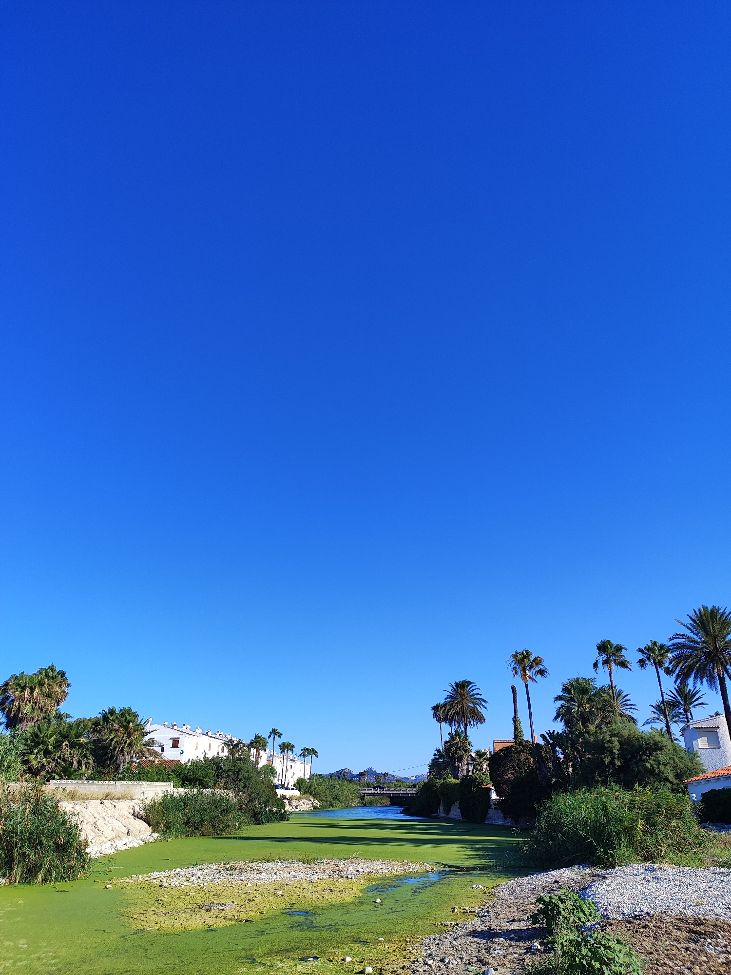A bright, clear blue sky dominates the upper portion of the vertical image. Below, a tranquil scene unfolds along a waterway. The water itself is a vibrant, almost luminous green, heavily covered with algae, giving it a swamp-like appearance. The banks of the waterway are a mix of gravel, sand, and dense green vegetation, including reeds and grasses.
On the left side of the image, a rocky, light-colored embankment rises slightly, topped with more green foliage. Beyond this, a cluster of white buildings with red-tiled roofs are visible, set against a backdrop of lush green trees and palm trees. The architecture suggests a Mediterranean setting.
To the right of the waterway, a line of palm trees of varying heights stands tall, interspersed with dense green bushes and trees. More white buildings with red roofs are visible further in the distance, nestled amongst the trees. A narrow bridge spans the waterway in the middle ground, and in the far distance, hazy mountains can be seen under the clear sky. The overall impression is one of a serene, sun-drenched environment with abundant vegetation and a hint of human habitation. The location is the canal in Els Poblets, Spain.