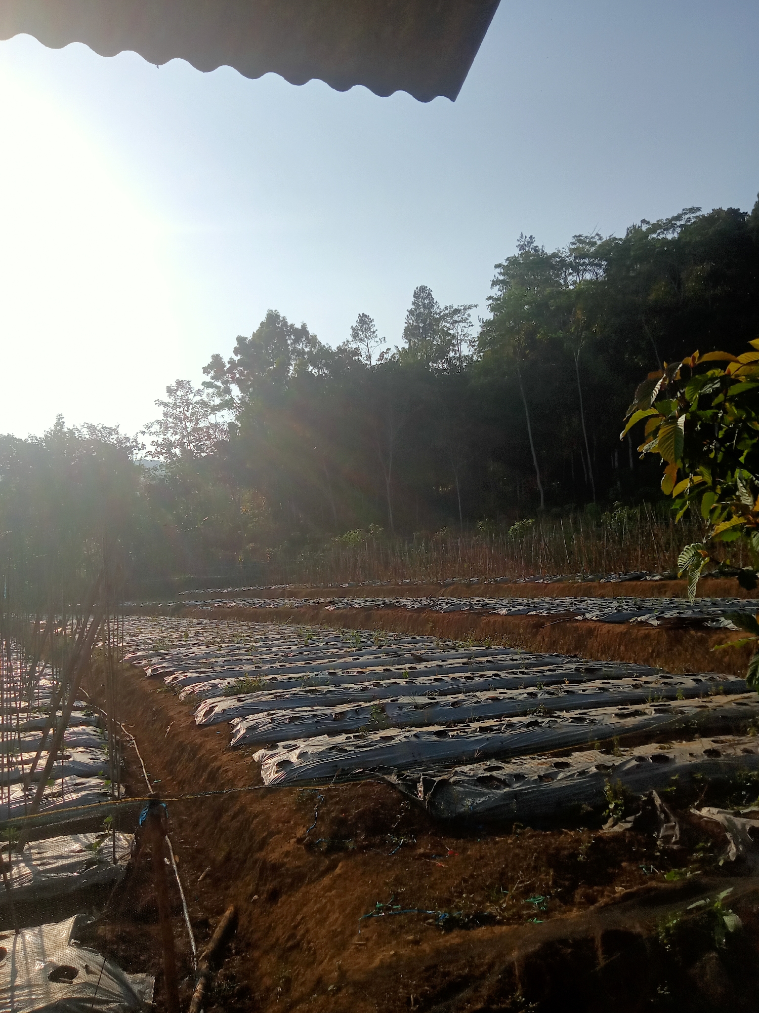 The image depicts a rural agricultural field, likely in Tanggaran, Indonesia, characterized by rows of crops covered with plastic mulch. The sun is low in the sky, casting long shadows and creating a hazy, bright atmosphere.
In the foreground, neat rows of plants are visible under the white plastic sheeting, which is perforated to allow for growth. The soil appears to be dark and rich. Wooden stakes are driven into the ground to support some of the plants or structures. A dark, wavy object, possibly a roof or awning, is visible in the upper portion of the image.
The middle ground shows more rows of mulched crops extending into the distance. The terrain slopes upwards towards a dense, dark green forest that forms the backdrop of the scene. The trees are tall and tightly packed, creating a visual barrier. Sunlight filters through the leaves, creating dappled light effects and lens flares.
In the right foreground, a branch with several green leaves extends into the frame, adding a touch of foreground detail. The overall impression is of a tranquil, agricultural landscape bathed in the warm light of sunrise or sunset. There are no people or animals visible in the frame.