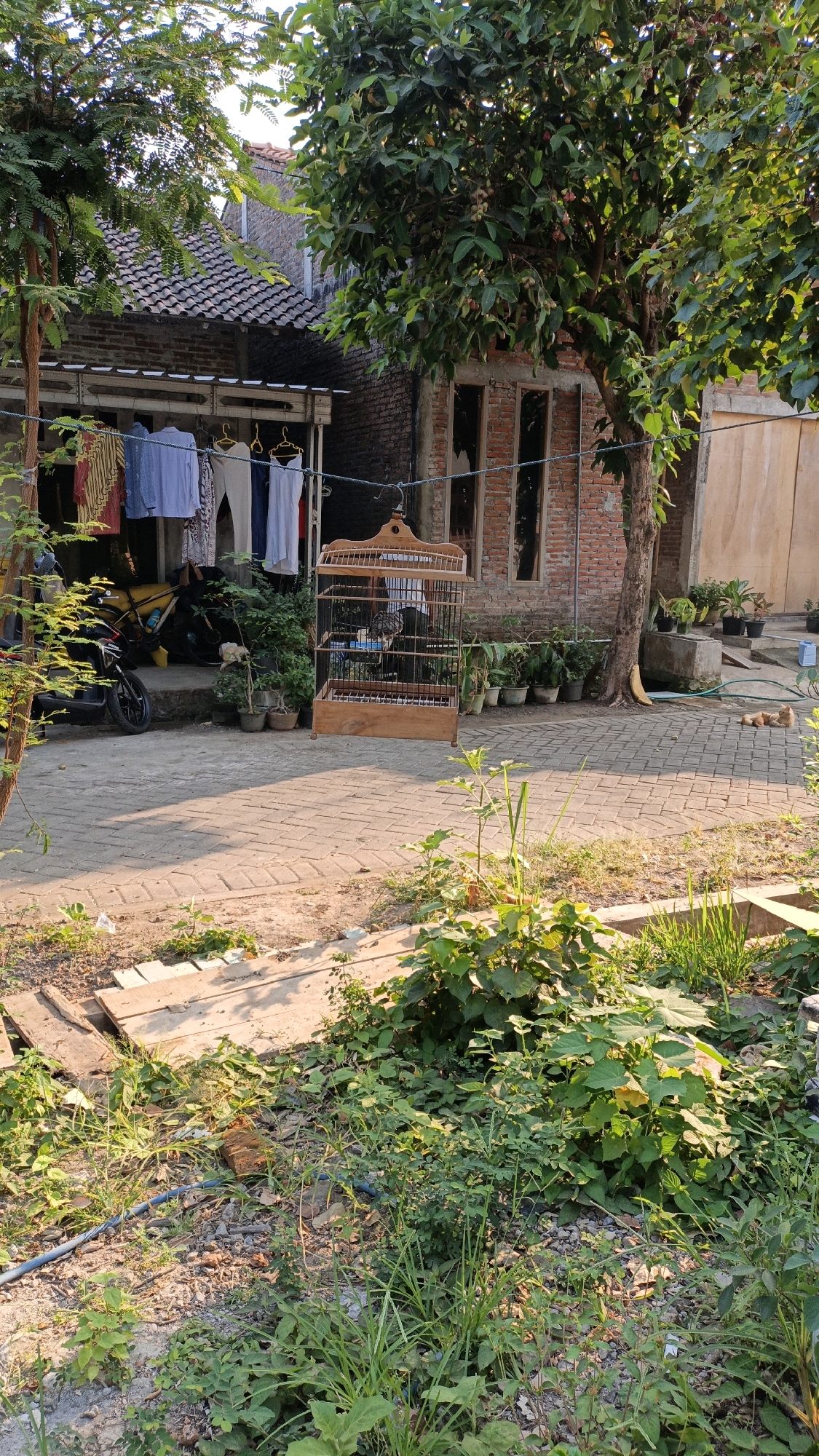 The image depicts a residential backyard in Cikal, Indonesia, bathed in the warm light of late afternoon. The scene is characterized by a brick house with a tiled roof, from which laundry hangs on a clothesline. In front of the house, a wooden birdcage containing a bird is prominently displayed on a paved patio area. Adjacent to the patio, a motorcycle is parked. Various potted plants are scattered around, suggesting a well-tended outdoor space. The foreground is occupied by overgrown vegetation and a section of what appears to be a rudimentary drainage or walkway constructed from wooden planks. In the background, two cats are resting on the paved surface, and a yellow object, possibly a banana, lies near a tree. The overall atmosphere is one of domestic tranquility and everyday life in a tropical setting.