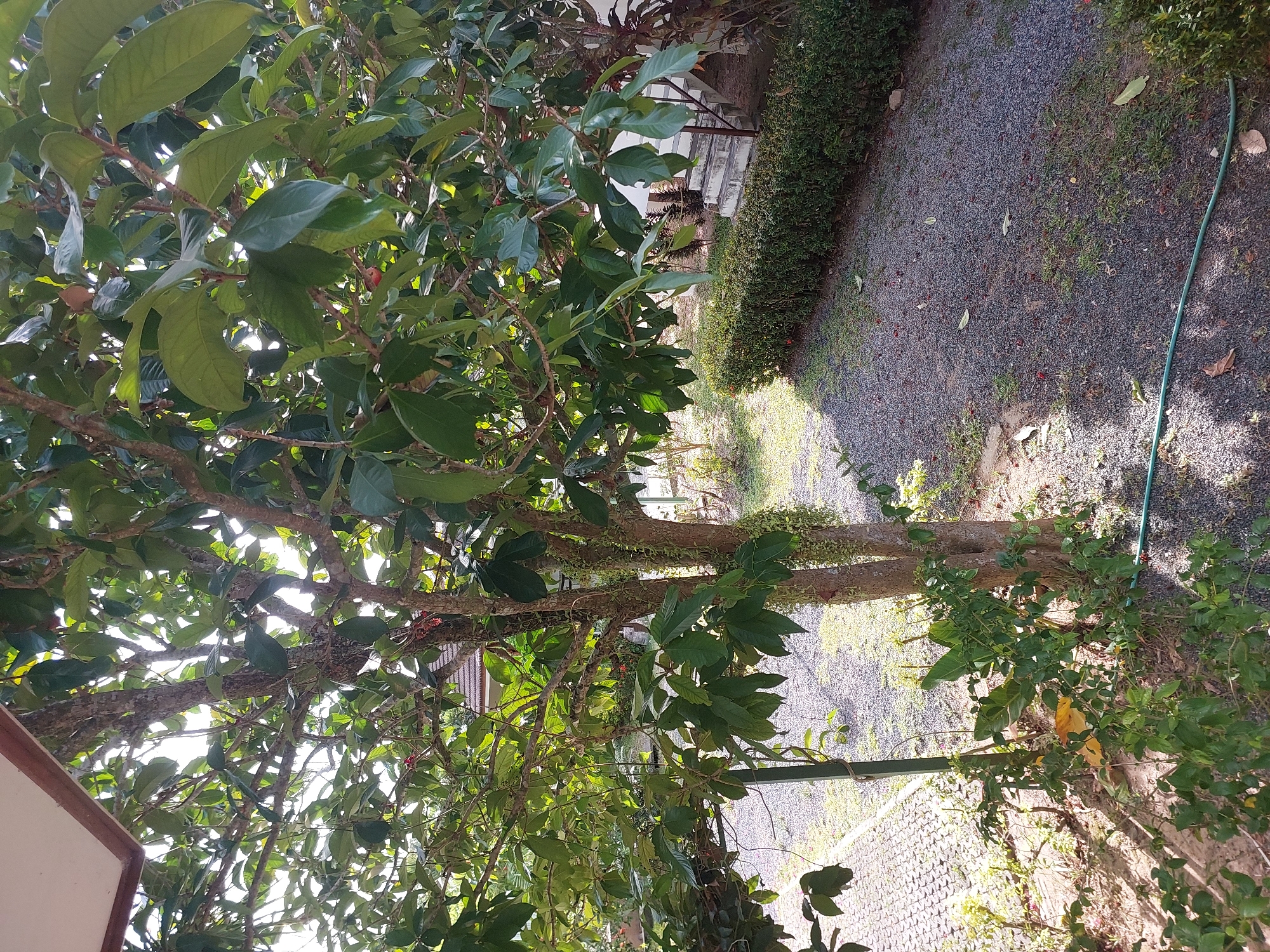 The image depicts an outdoor scene with a focus on a tree in the foreground. The tree has a thick, textured trunk and branches laden with lush green leaves. Some smaller plants grow at the base of the tree. Beyond the tree, a pathway covered in small, dark gravel is visible. To the right of the pathway, a neatly trimmed green hedge runs along the edge. In the background, there are hints of structures with white walls and stairs, suggesting a residential or garden area. The overall environment appears to be a sunny day, with sunlight filtering through the tree's leaves, casting shadows on the ground. The location is identified as Baan Mae Nam, Thailand. There are no people visible in the image.