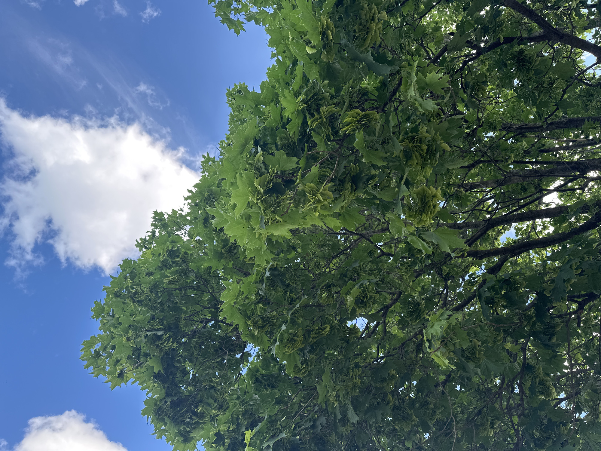 The image shows a view looking up into the canopy of a tree, likely a maple, with a blue sky and scattered white clouds visible in the background. The leaves are green and densely packed, partially obscuring the sky. There are also visible seed pods on the tree. The location is not discernible from the image.