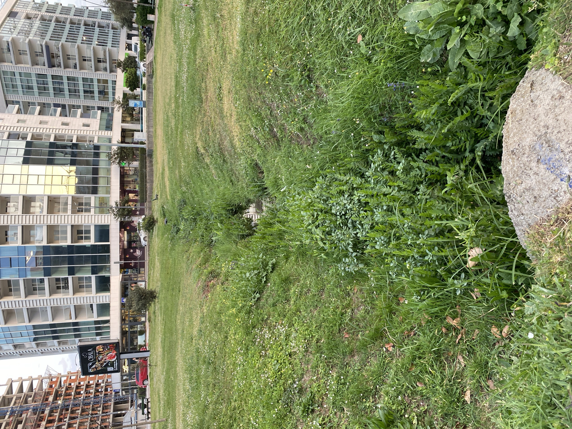 The image shows a grassy strip running between buildings and a sidewalk in Budva, Montenegro. On the left side of the frame are tall, modern buildings with reflective glass facades. The buildings appear to house shops and restaurants on the ground floor, as indicated by signage. The ground is covered in grass, with a visible difference in the height and density of the vegetation. The grass nearest the buildings is well-maintained and regularly mowed. Toward the right, the grass is longer and interspersed with weeds and other types of plants. A partially visible concrete structure is on the far right, with plant growth obscuring it. A construction site is visible in the lower left, with rebar and framework exposed. A black sign displaying the word "OBALA" is also visible near the construction site. The scene is well-lit, suggesting it is daytime. There are no people visible.