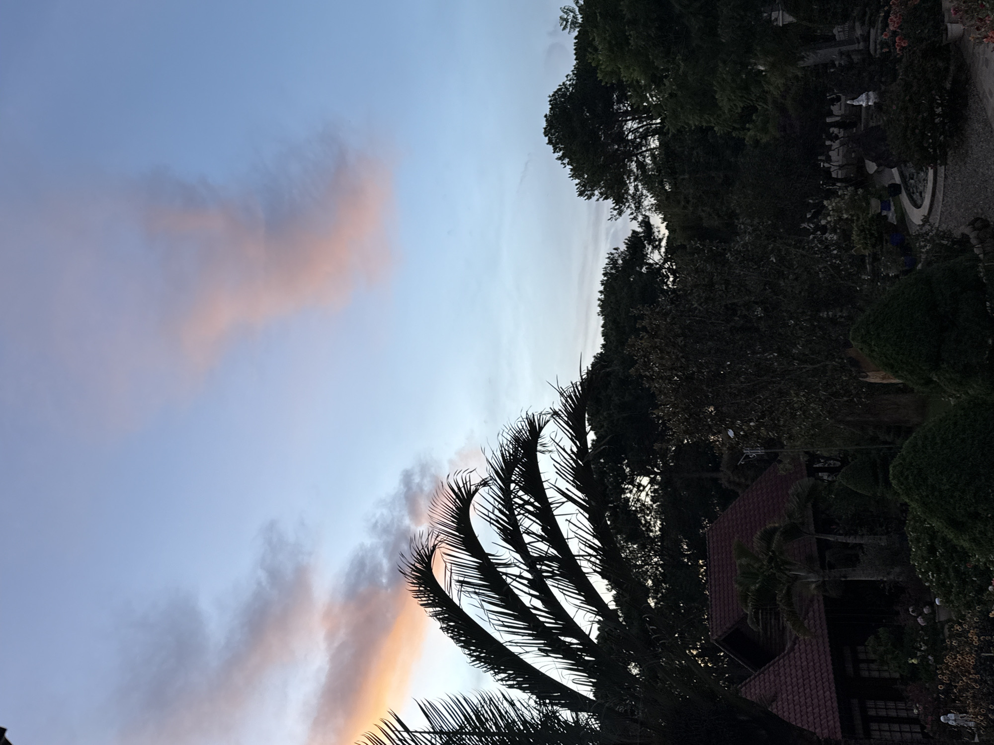This image captures a serene garden scene in Da Lat, Vietnam, likely during the twilight hours. The sky is a gradient of soft blues and pinks, with wispy clouds suggesting the end of the day. In the foreground, a cluster of dark, silhouetted palm fronds arches gracefully across the upper left portion of the frame.
Below the sky, a dense canopy of dark green trees forms a backdrop, obscuring much of the landscape. A traditional Vietnamese house with a deep red tile roof is visible on the left side, nestled amongst the foliage. The house features dark wooden walls and multi-paned windows.
The garden itself is lush and varied, with meticulously shaped bushes and manicured shrubs. A winding pathway paved with gravel meanders through the greenery. Scattered throughout the garden are various decorative elements, including potted plants, garden sculptures (one appears to be a white statue), and what seems to be a small water feature or pond. The overall impression is one of a tranquil and well-maintained private garden.