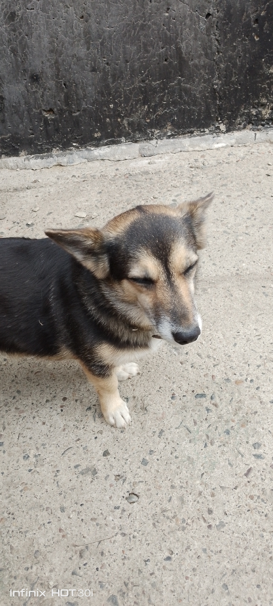 A medium shot captures a small dog standing on a paved surface. The dog, primarily black with tan markings on its face and legs, has its eyes closed and appears to be resting. Its ears are pointed upwards, and a thin, dark collar is visible around its neck. The background consists of a rough, dark-colored wall meeting the paved ground. The overall scene is outdoors on a plain, unadorned surface. No specific urban features or landmarks are discernible to indicate a location in the city of Kedrovy, Russia.