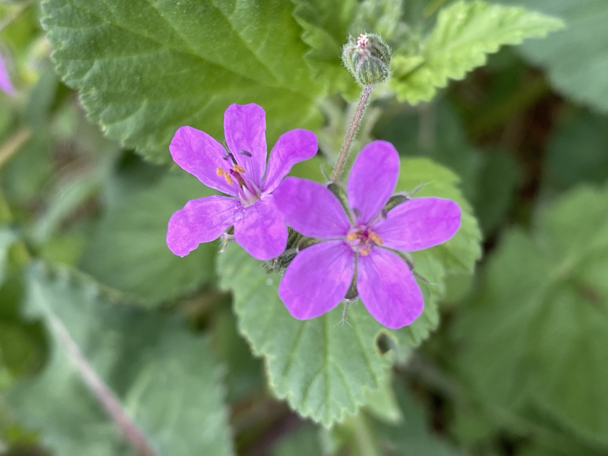 Two bright purple flowers with five petals each are in focus, surrounded by green foliage. A flower bud is also visible. The image appears to be taken outdoors in natural light. The location is unknown.