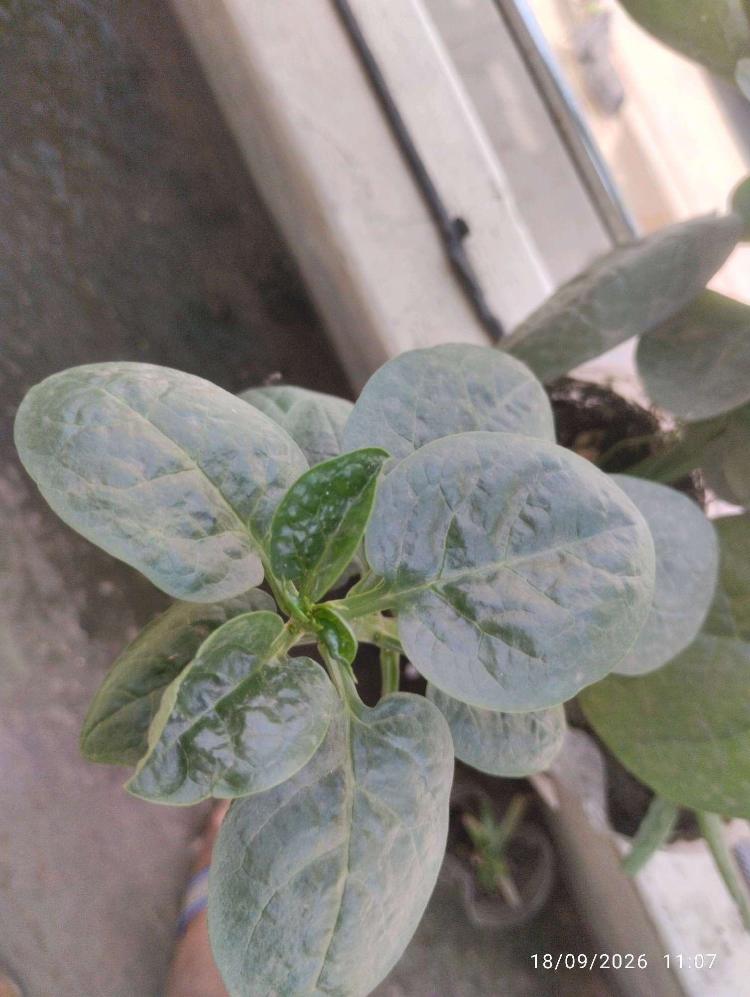 The image shows a close-up, top-down view of a plant with large, oval, green leaves, possibly Malabar spinach, growing indoors near a window. The leaves appear slightly dusty. In the background, out of focus, is a textured surface, likely a wall or window frame, and a hint of a second, smaller plant in a pot. The bottom right corner of the image displays a timestamp: "18/09/2026 11:07". The overall impression is that of a domestic setting, possibly a balcony or windowsill in Chattogram, Bangladesh, where plants are being cultivated.