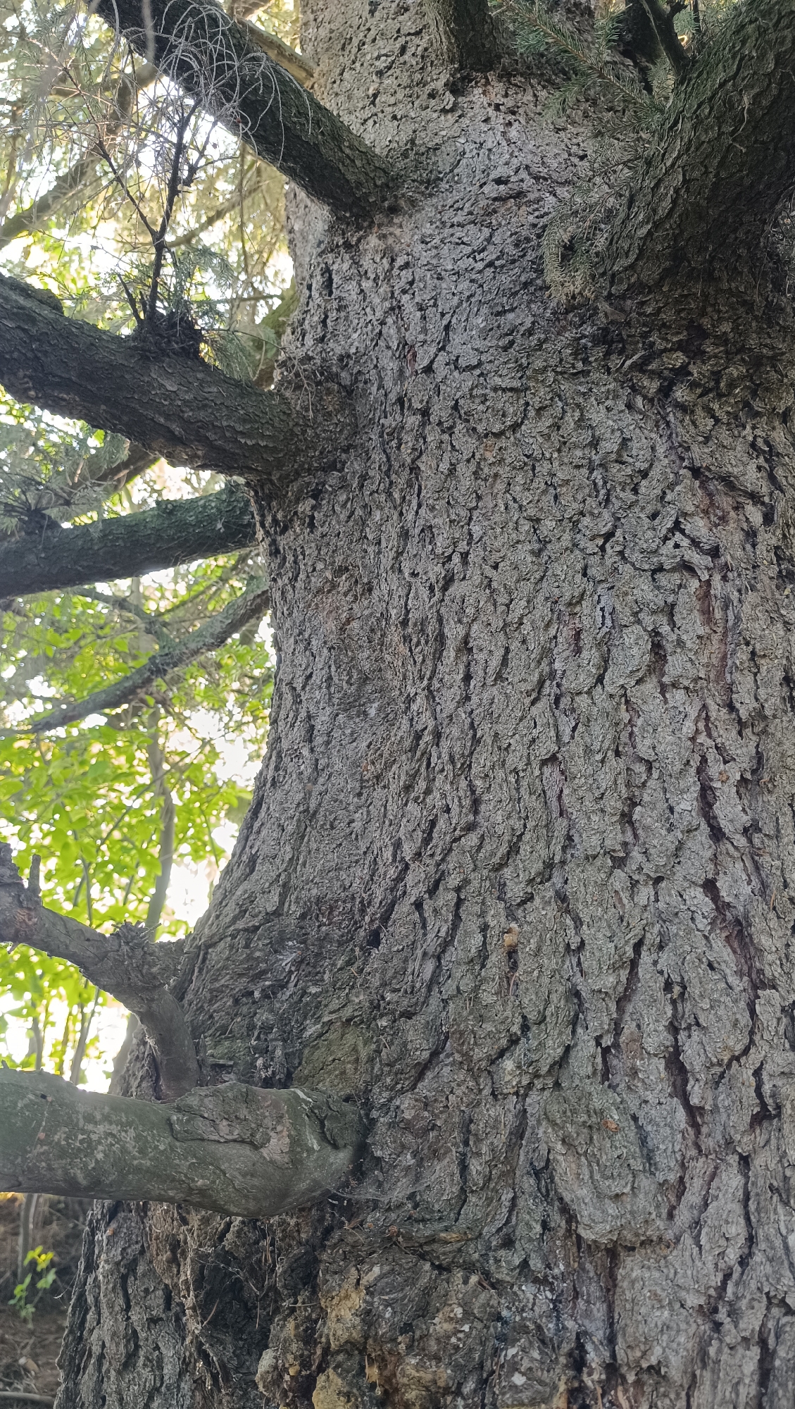 A close-up, vertically oriented photograph captures the textured bark of a large tree. The bark is rough and fissured, with a greyish-brown hue. Several branches extend from the main trunk, some bare and twiggy, others thicker and covered in needles. In the background, out of focus, is a bright sky with green foliage, suggesting it is daytime. The scene appears to be in a natural outdoor setting, possibly a park or forest. There are no people or animals visible. The image does not provide any information about the city of Karsha, Russia.